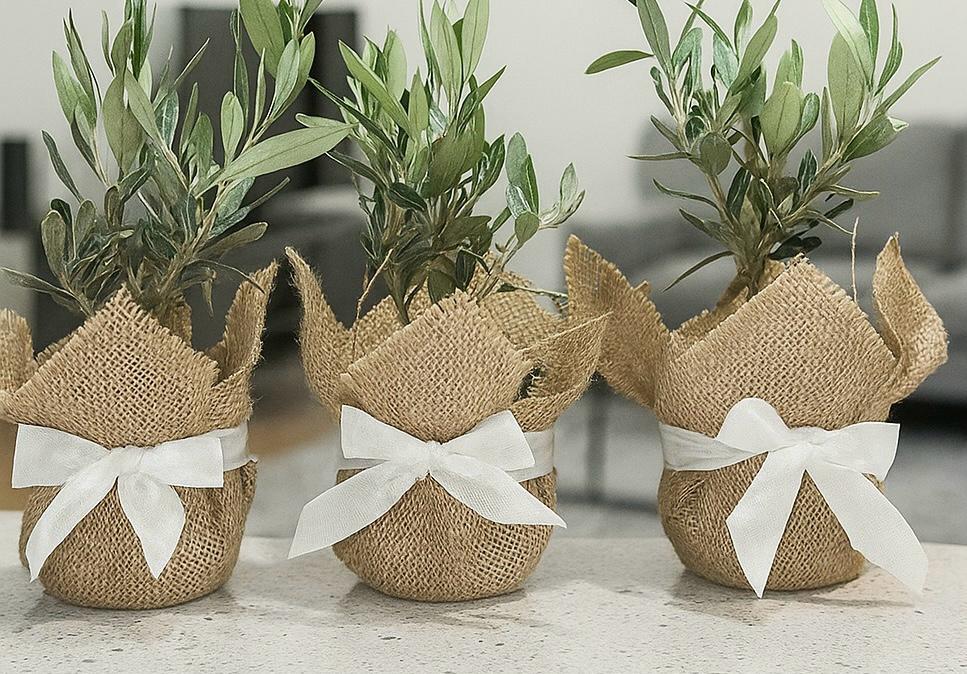 Set Piantine Ulivo bomboniere v10cm con juta e nastro CERTIFICATE
