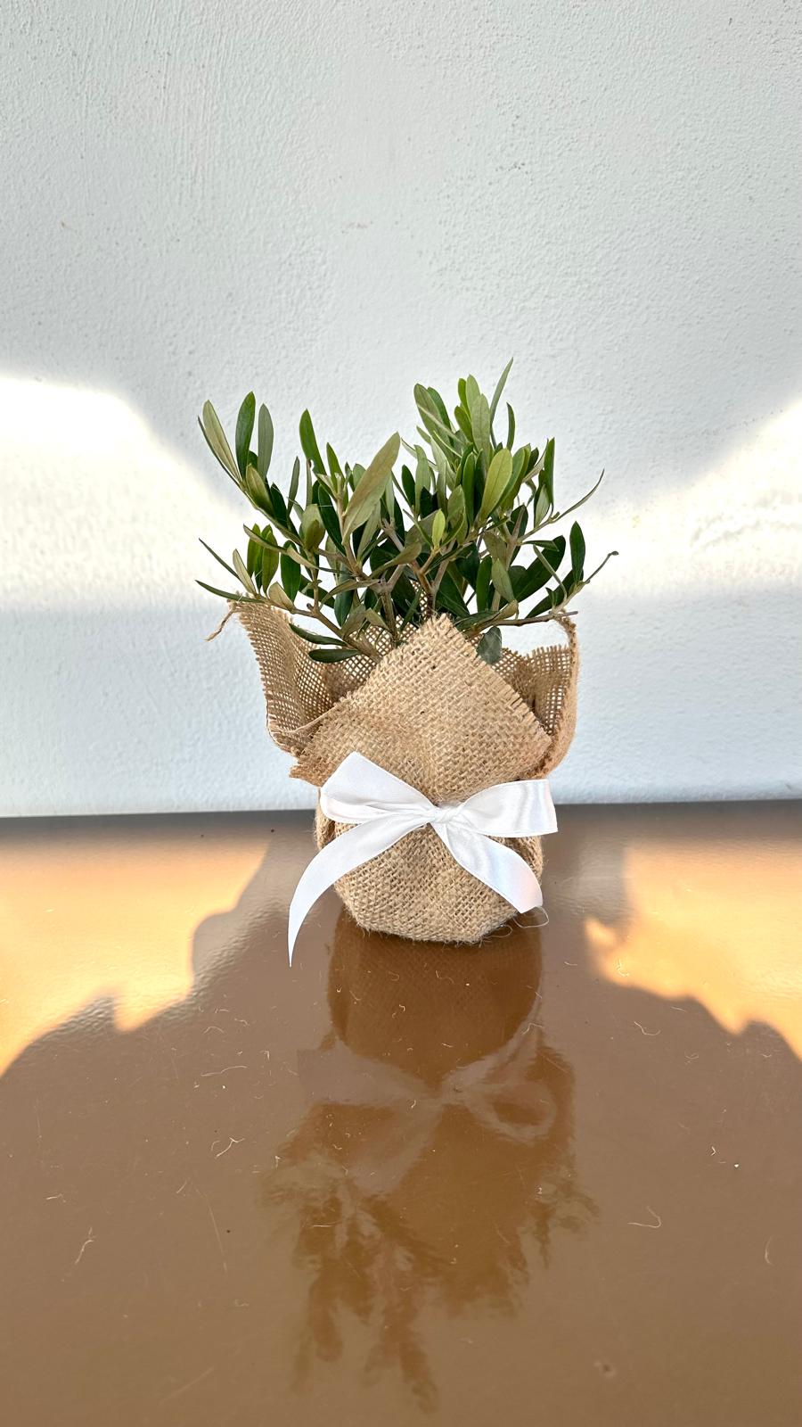 Set Piantine Ulivo bomboniere v10cm con juta e nastro CERTIFICATE