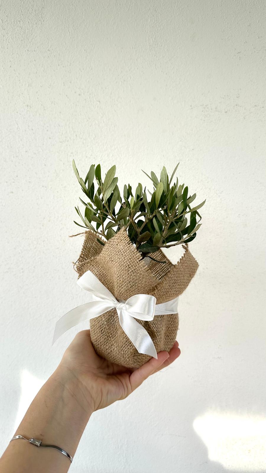 Set Piantine Ulivo bomboniere v10cm con juta e nastro CERTIFICATE