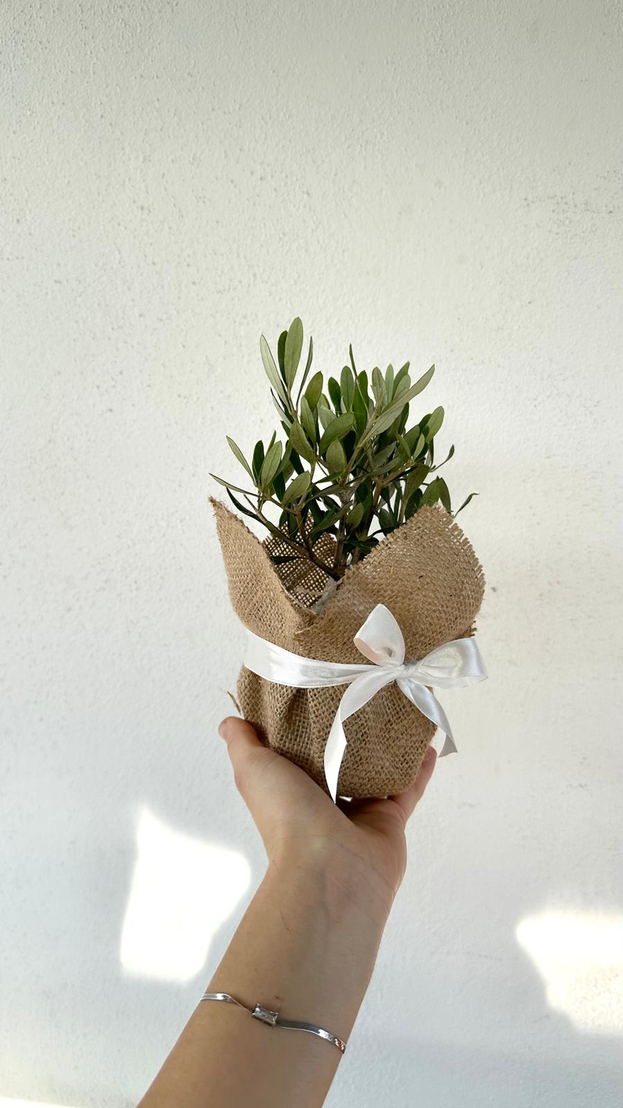 Set Piantine Ulivo bomboniere v10cm con juta e nastro CERTIFICATE