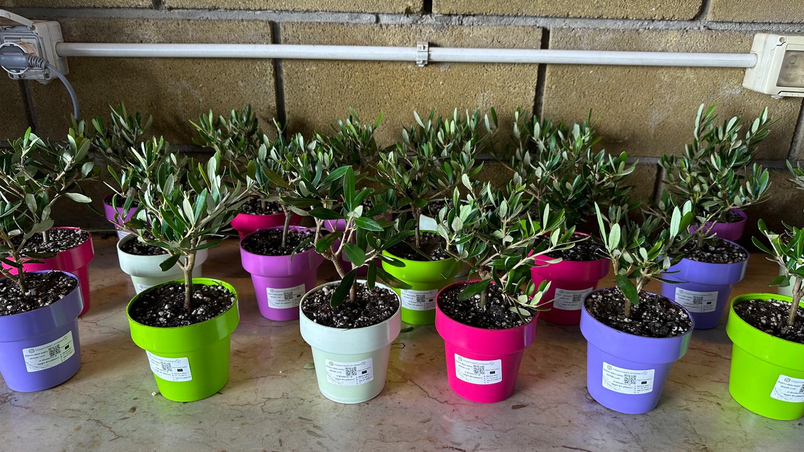 Set Piantine Ulivo bomboniere v10cm colorato simil Bonsai cipressino CERTIFICATE