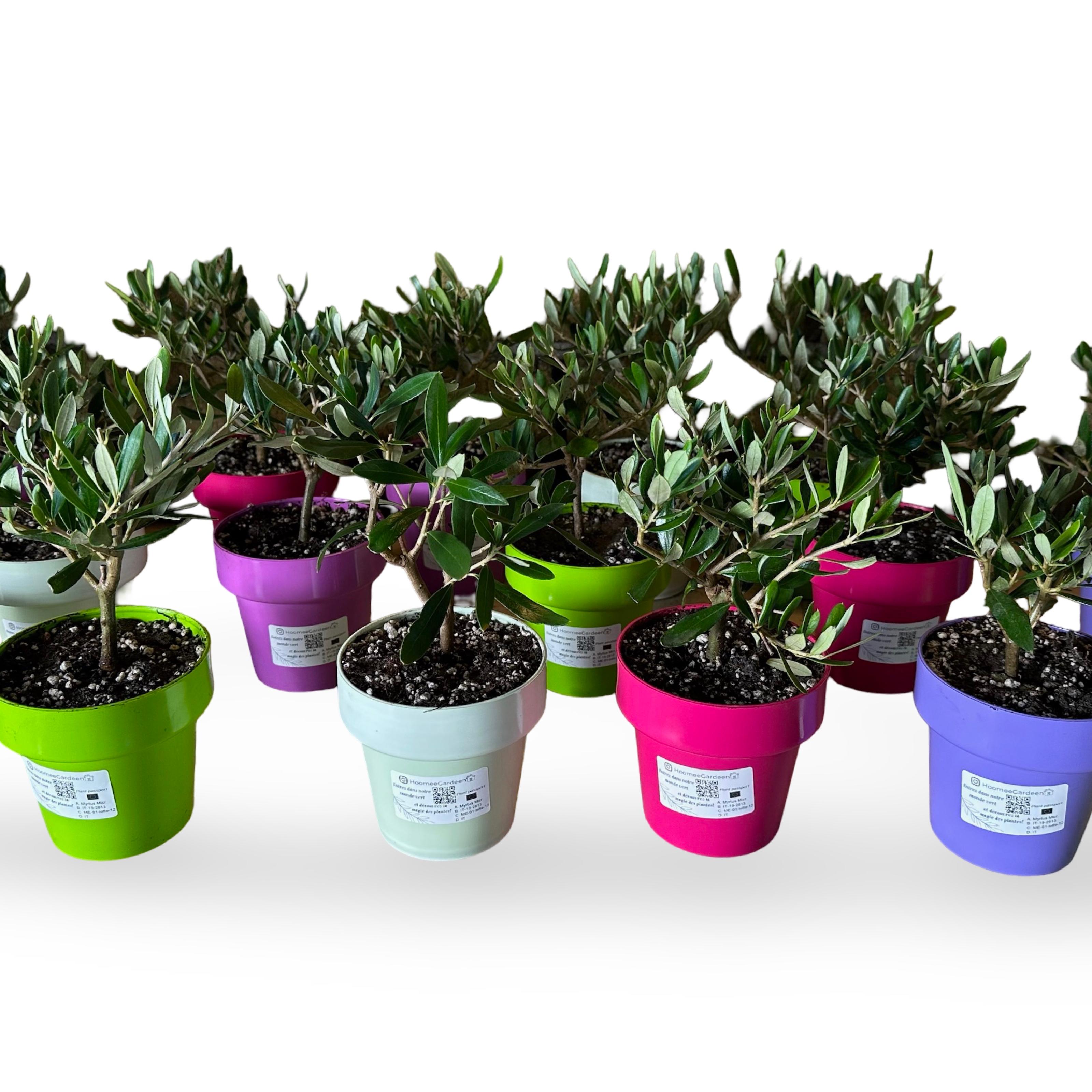 Bomboniera con olivo Bonsai e olio extravergine bio Primus