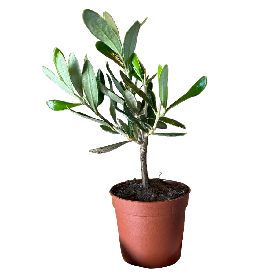 Set mini Piantine bomboniere v5,5cm/v6,5cm simil Bonsai di Ulivo cipressino CERTIFICATE