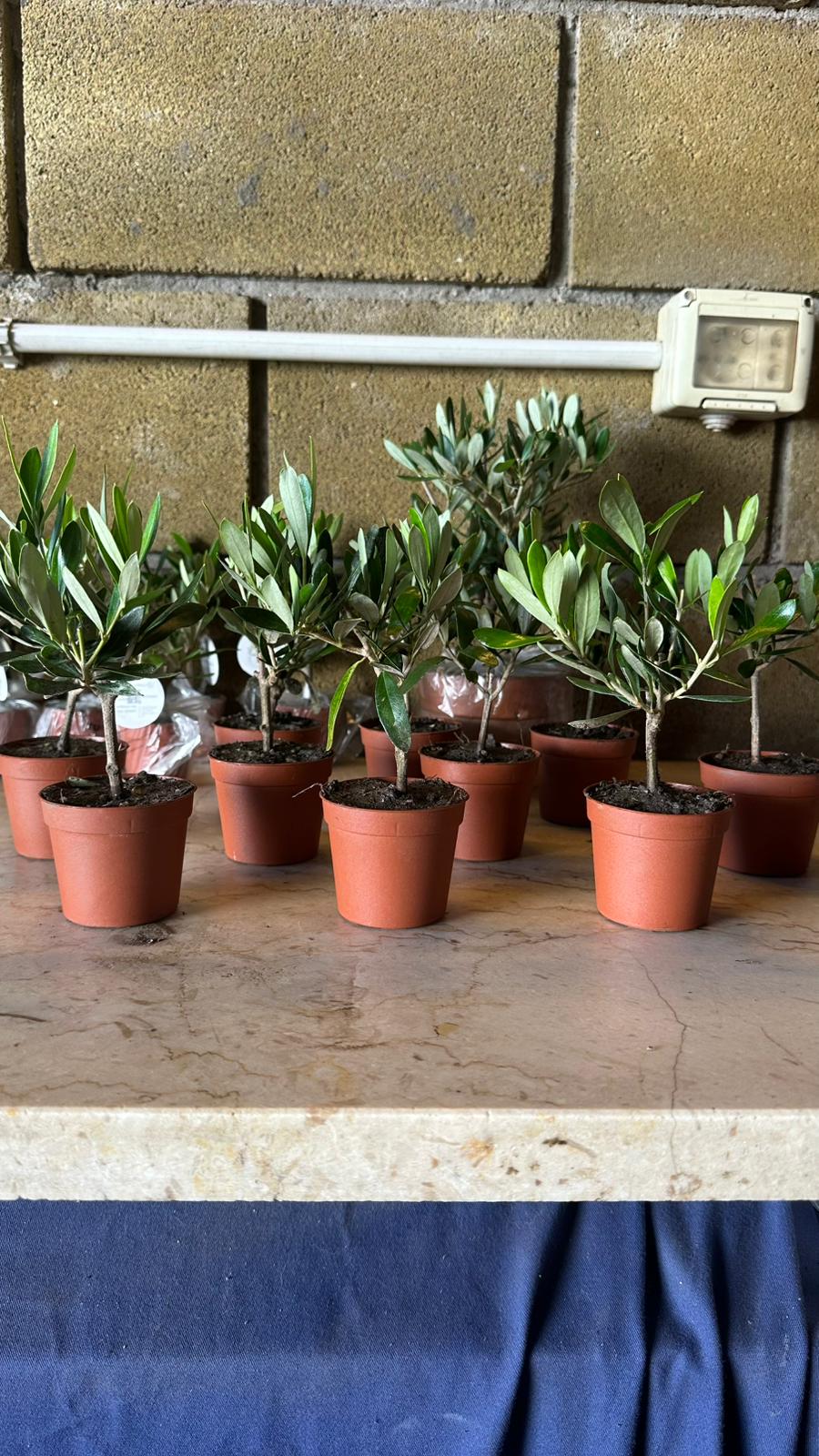 Set mini Piantine bomboniere v5,5cm/v6,5cm simil Bonsai di Ulivo cipressino CERTIFICATE