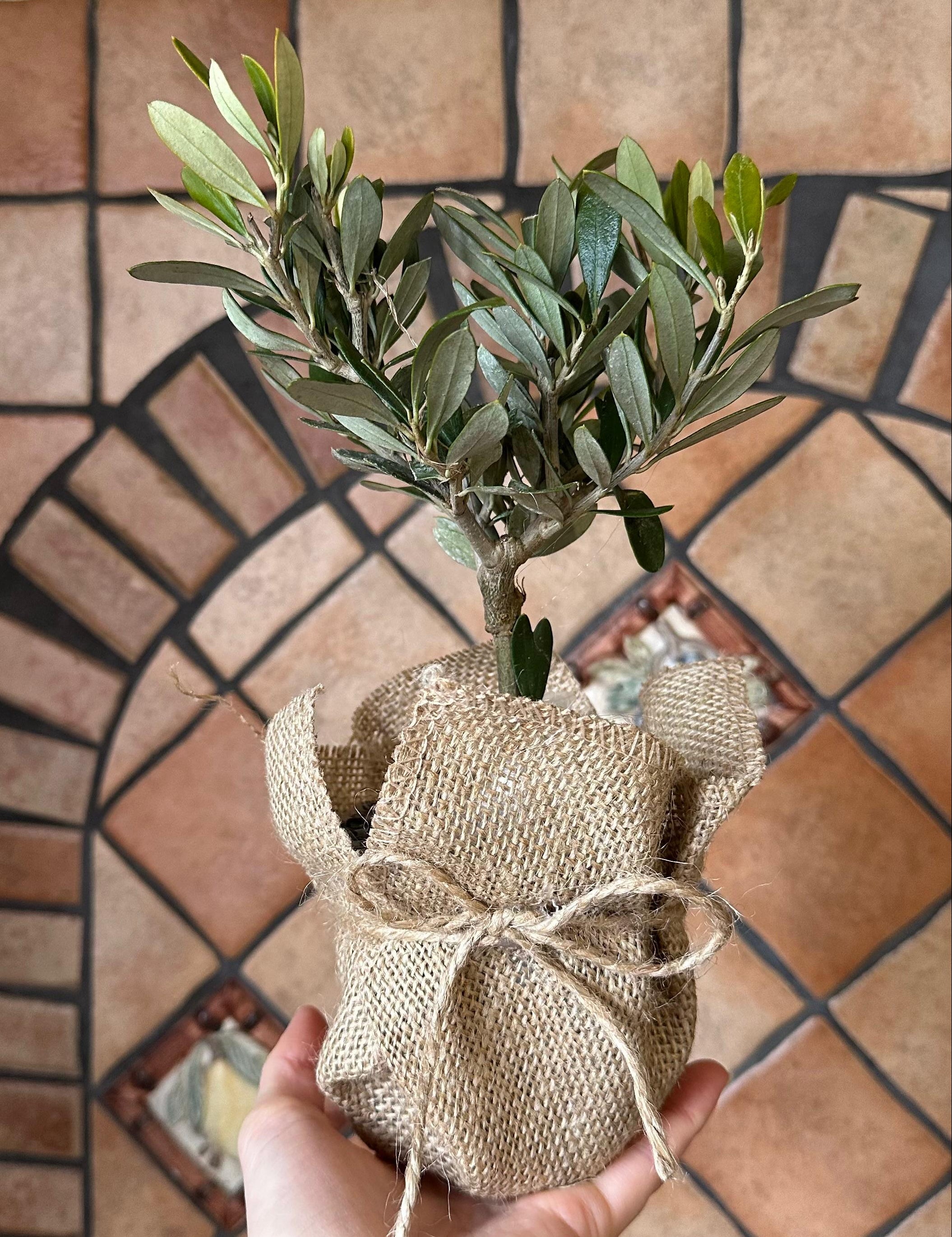 Piantina di Ulivo H20cm v10cm con juta e nastro per bomboniere CERTIFICATE