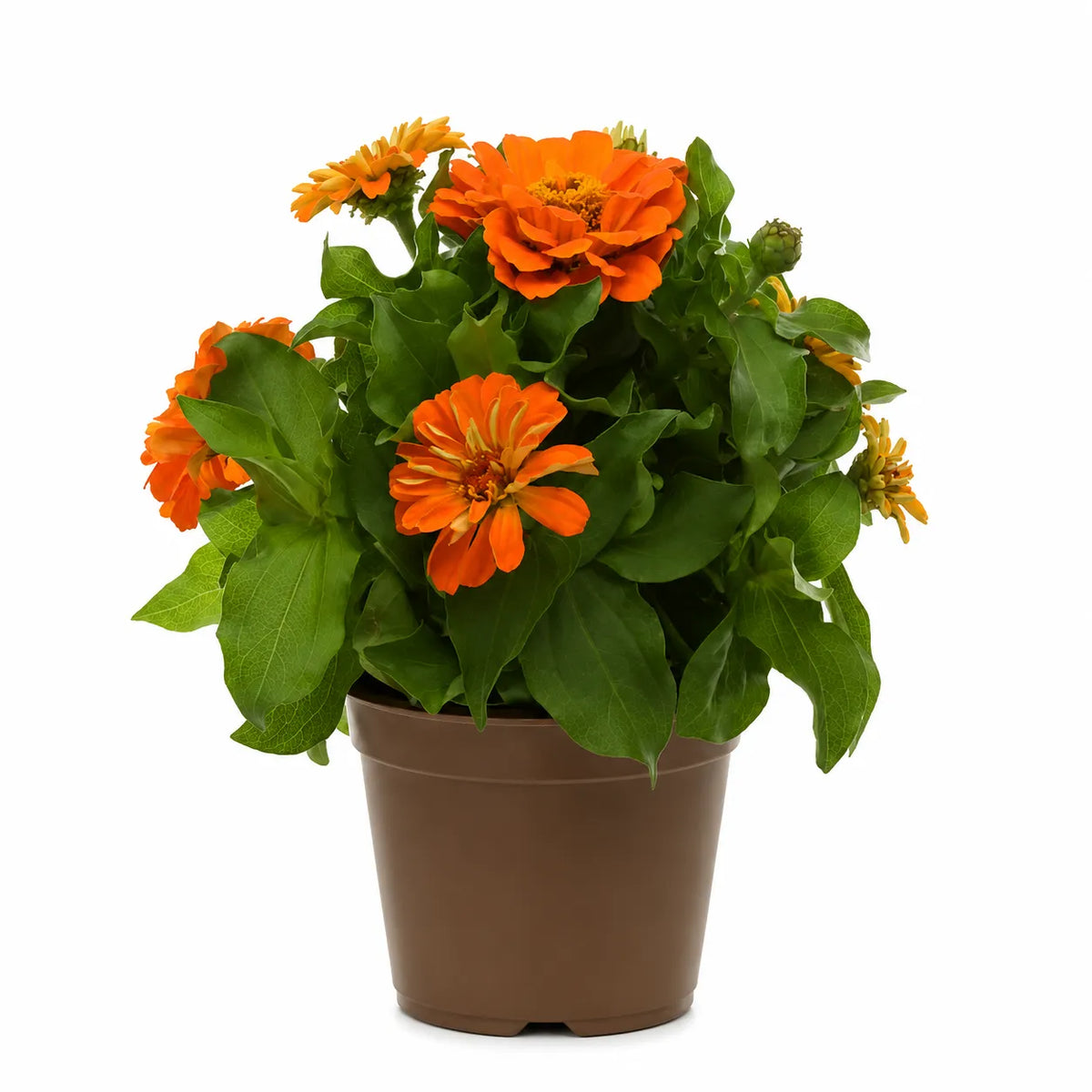 Zinnia D.14 H.25 cm