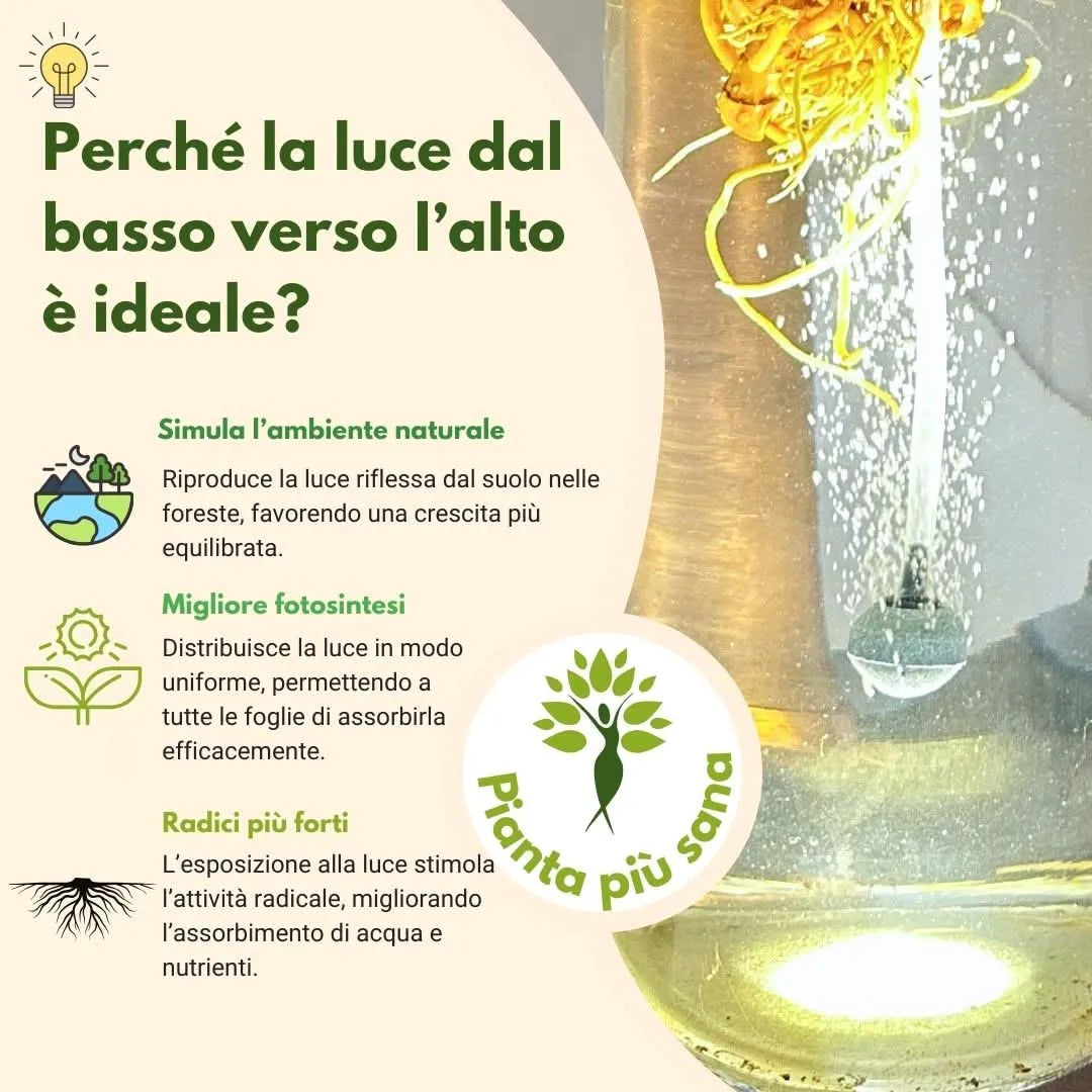 AcquaLum - Il Lume Botanico che Unisce Natura e Design