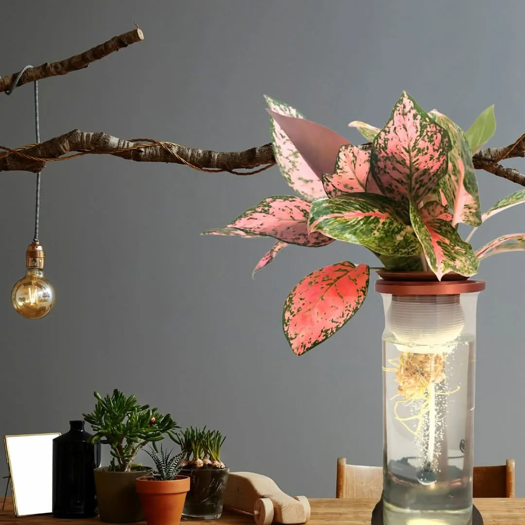 AcquaLum - Il Lume Botanico che Unisce Natura e Design