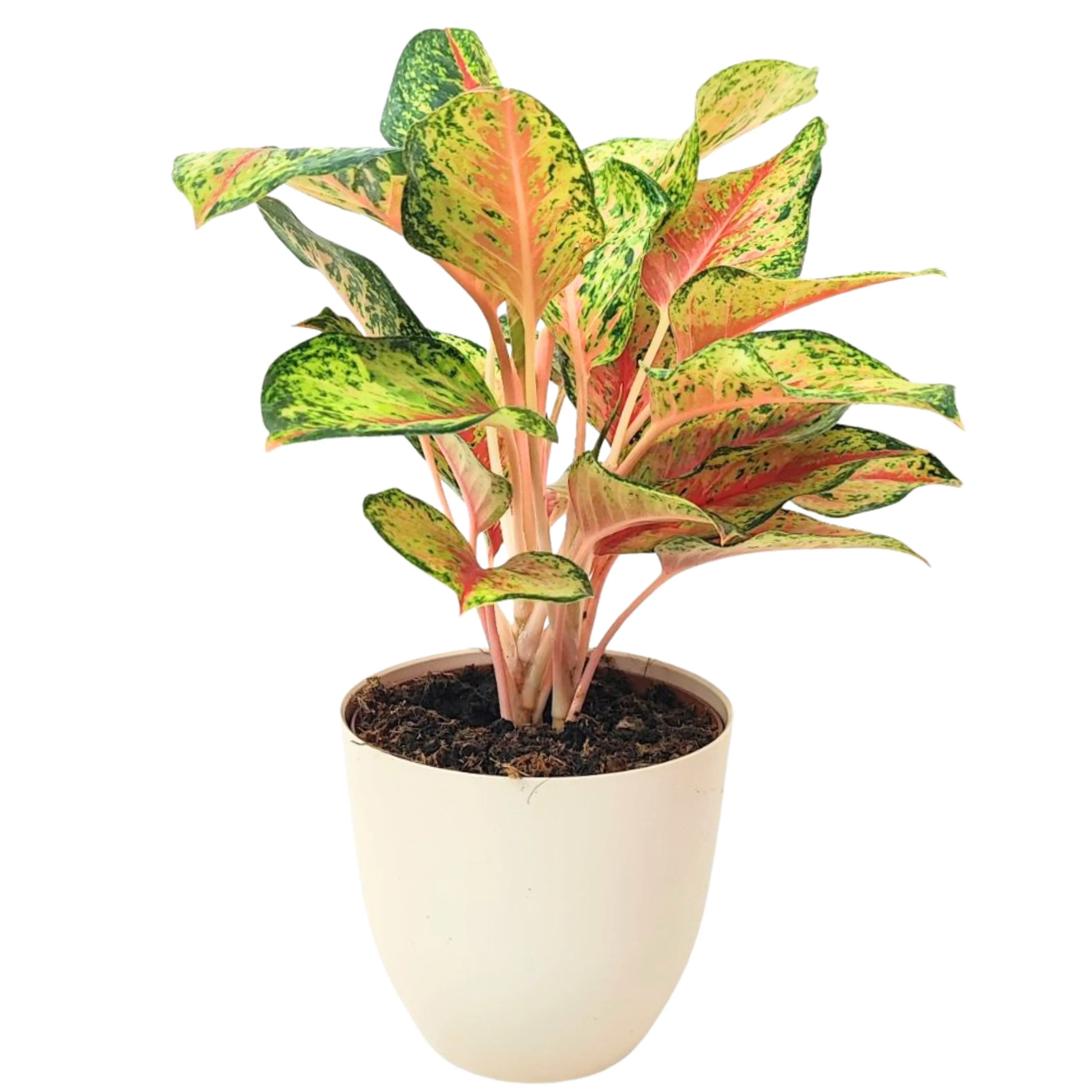 Aglaonema 10 Karat