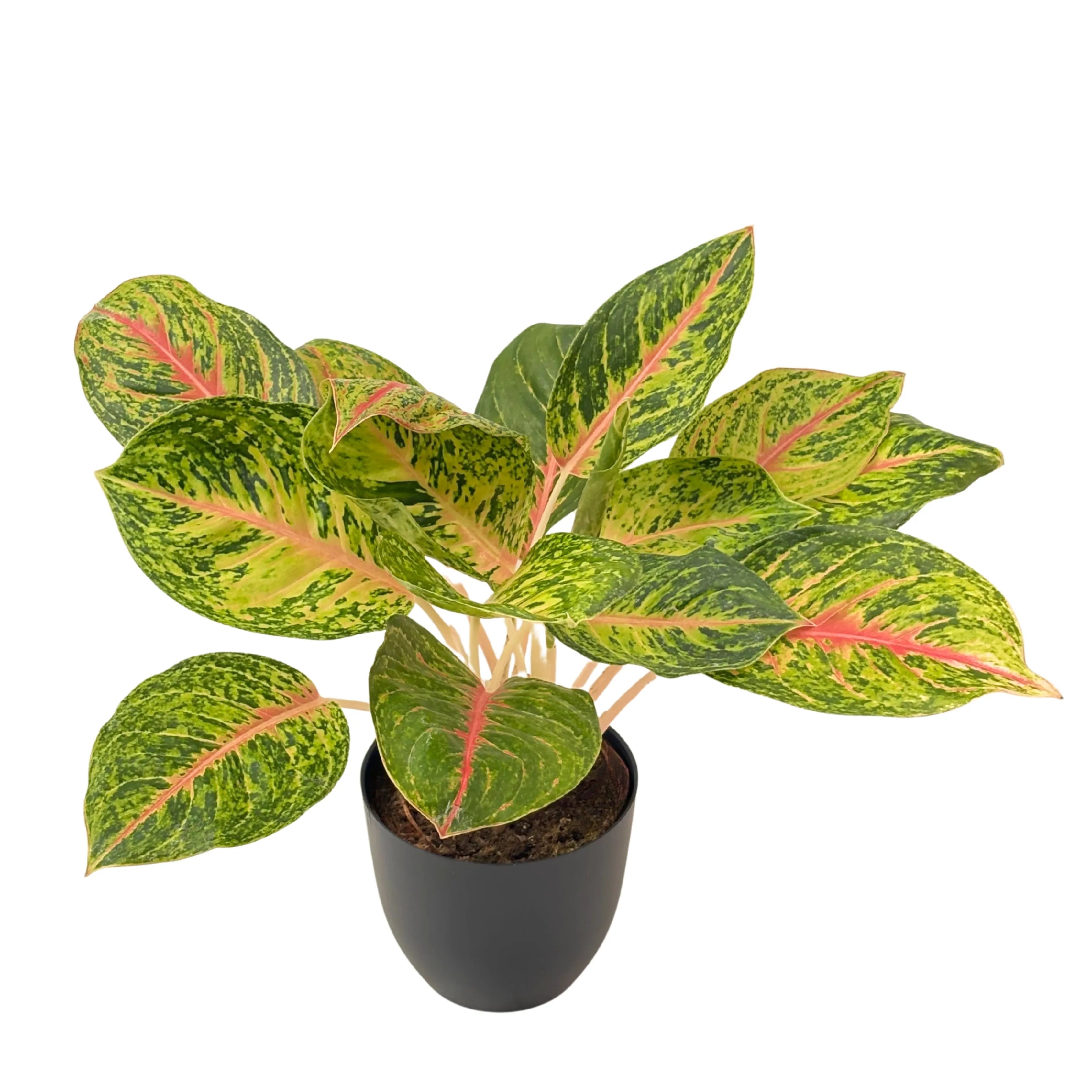 Aglaonema 10 Karat