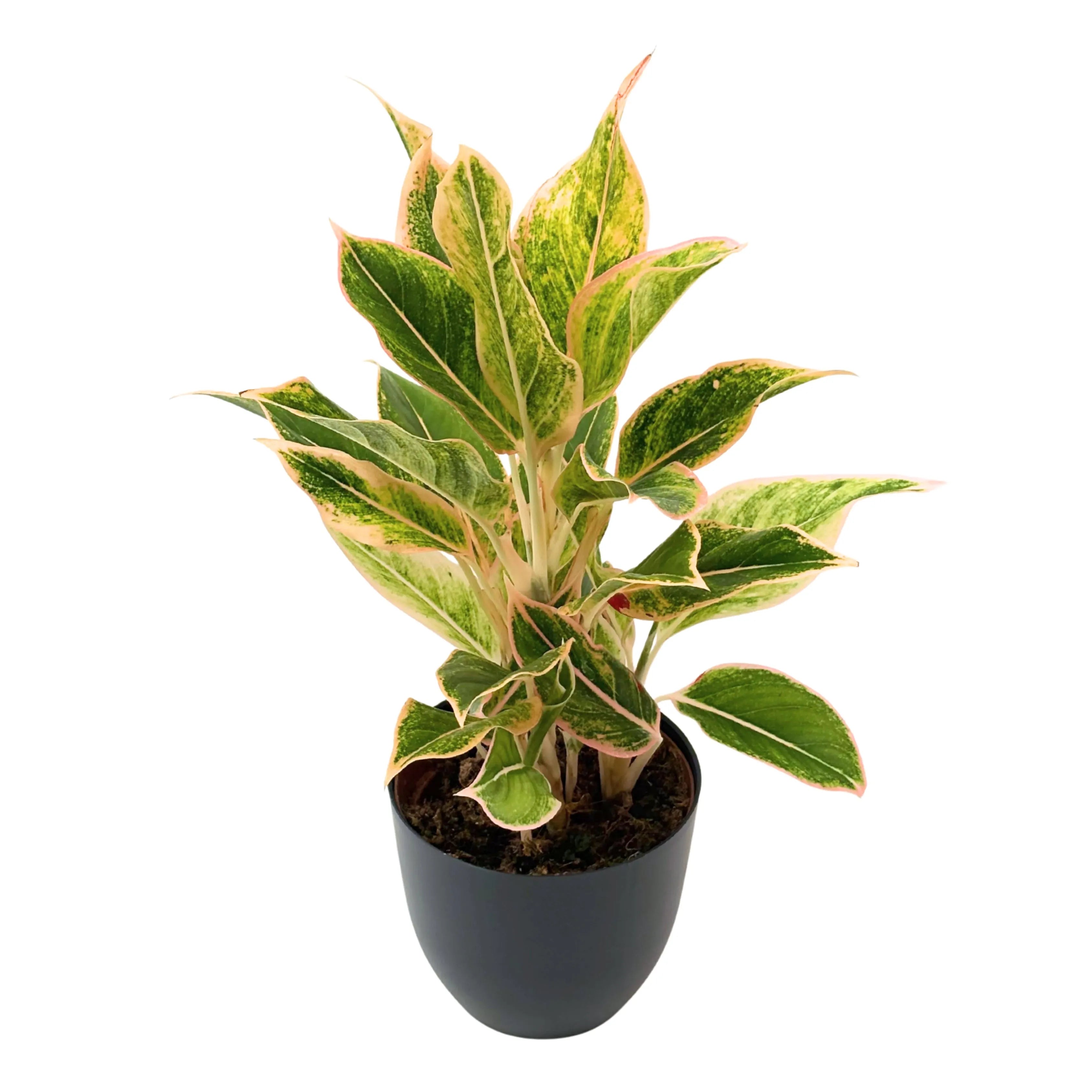 Aglaonema Pink Orink