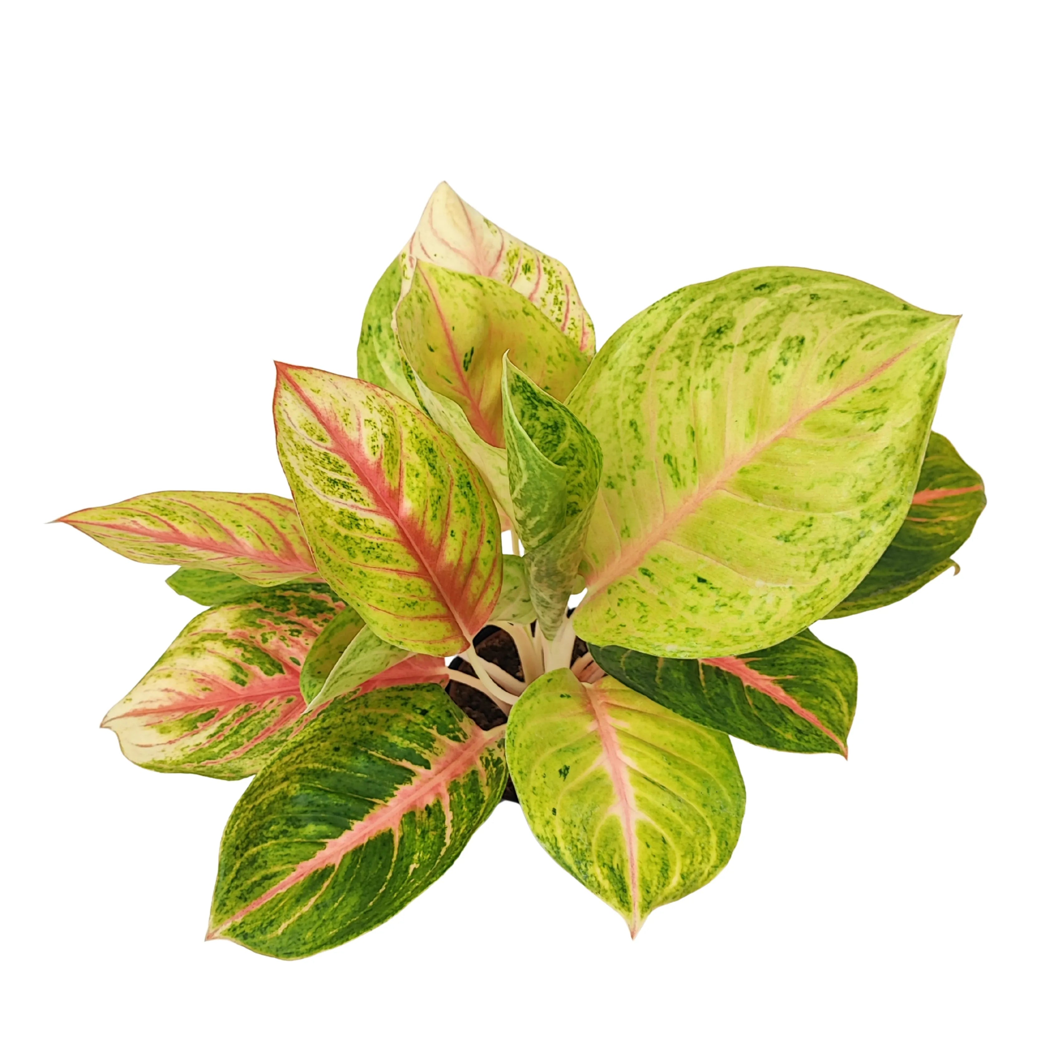 Aglaonema Dong Heng