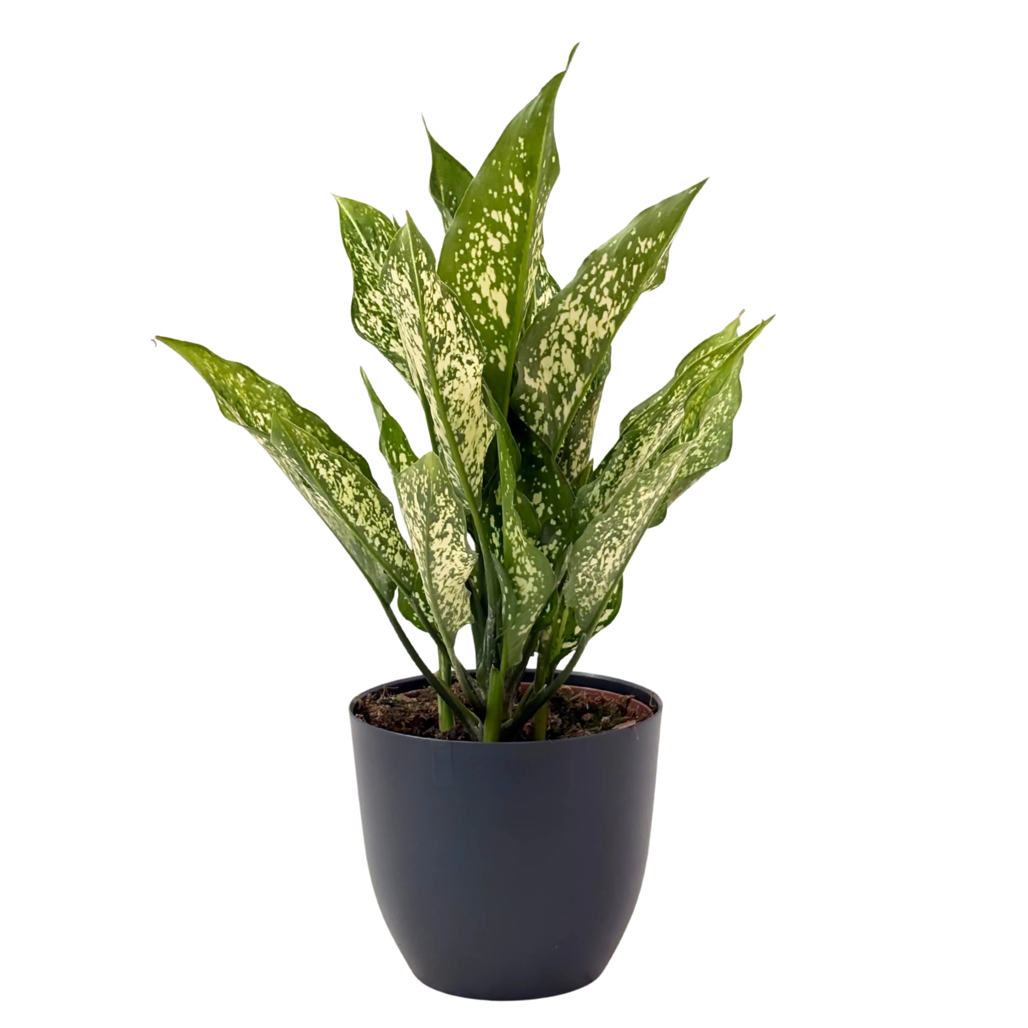 aglaonema fiori Aglaonema First Diamond – Hoomeegardeen.com