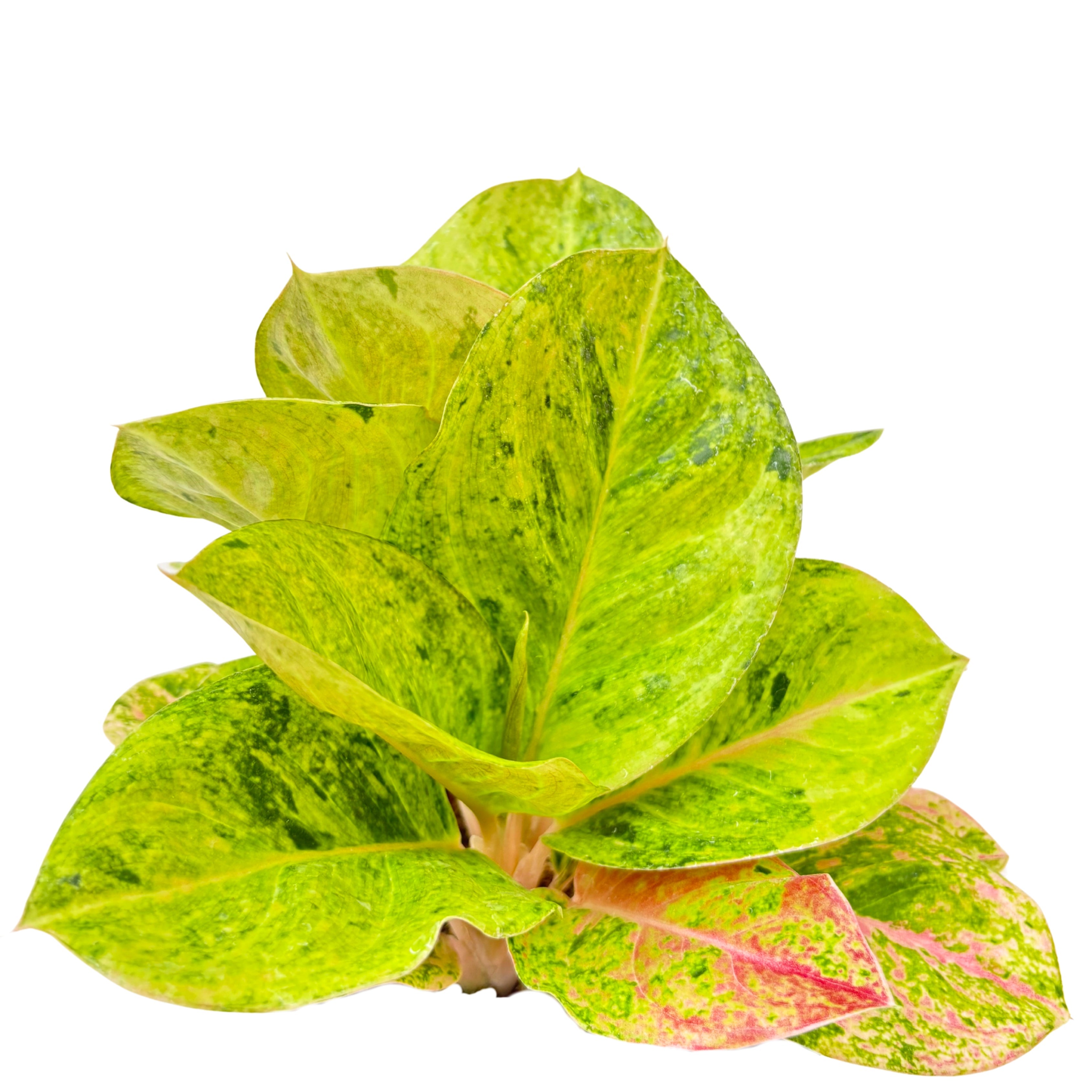 Aglaonema First Green