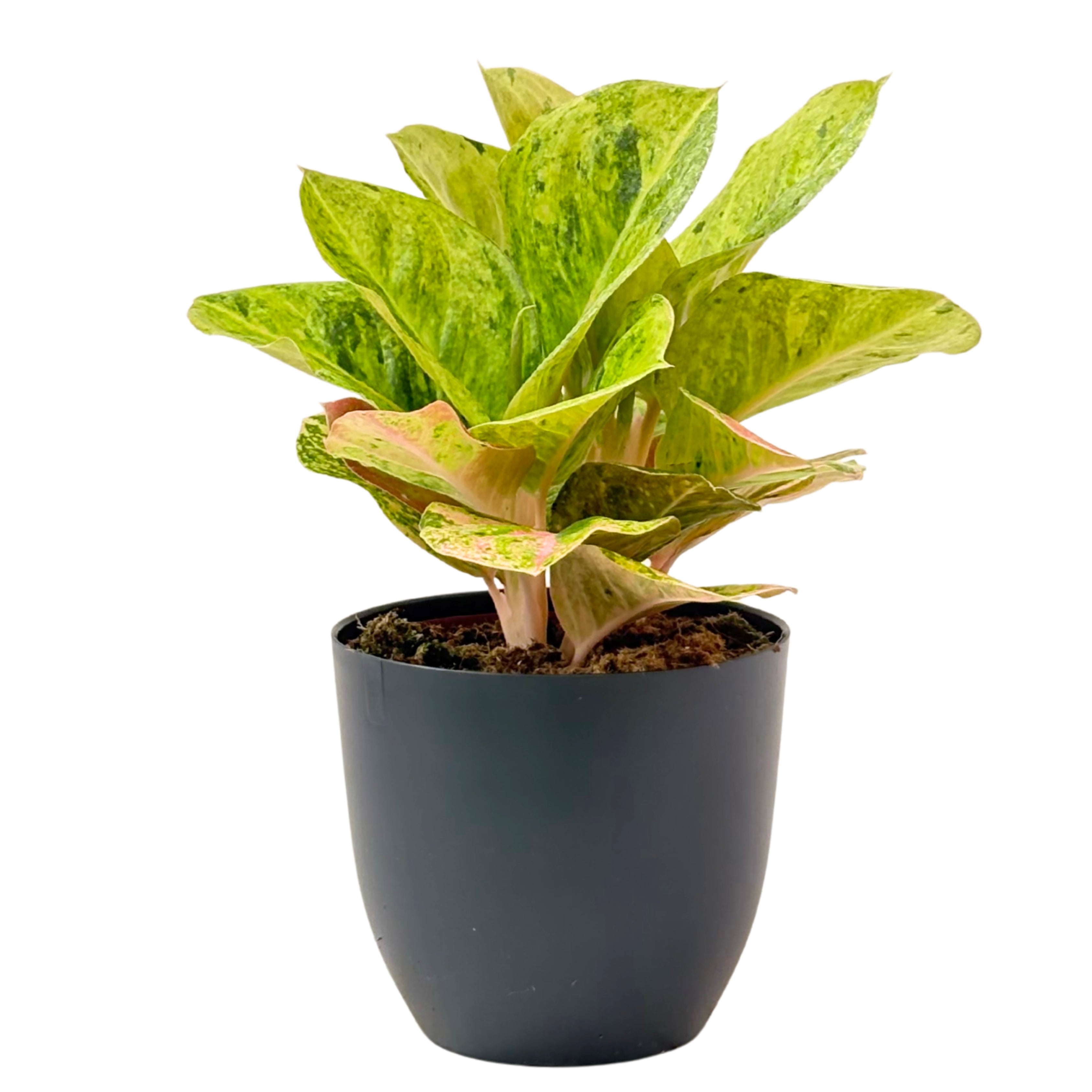 Aglaonema First Green