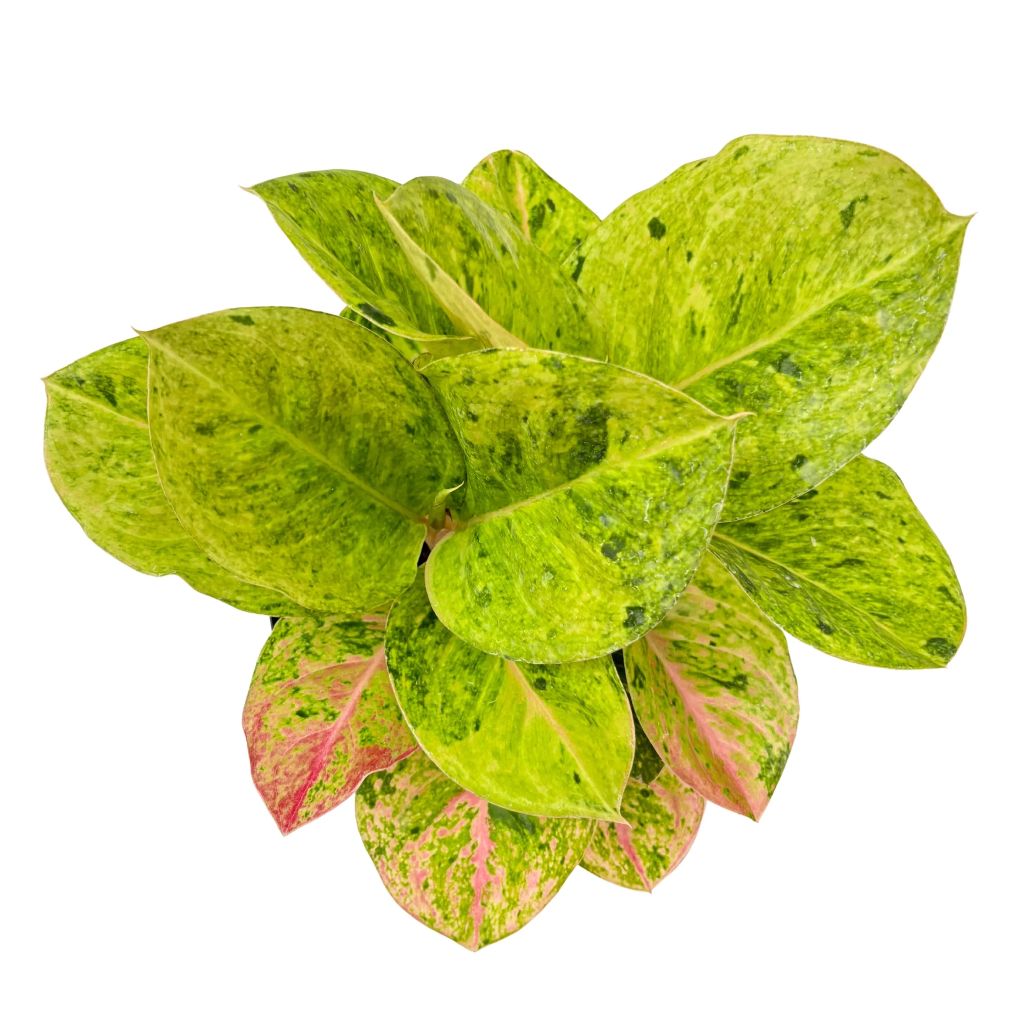 Aglaonema First Green