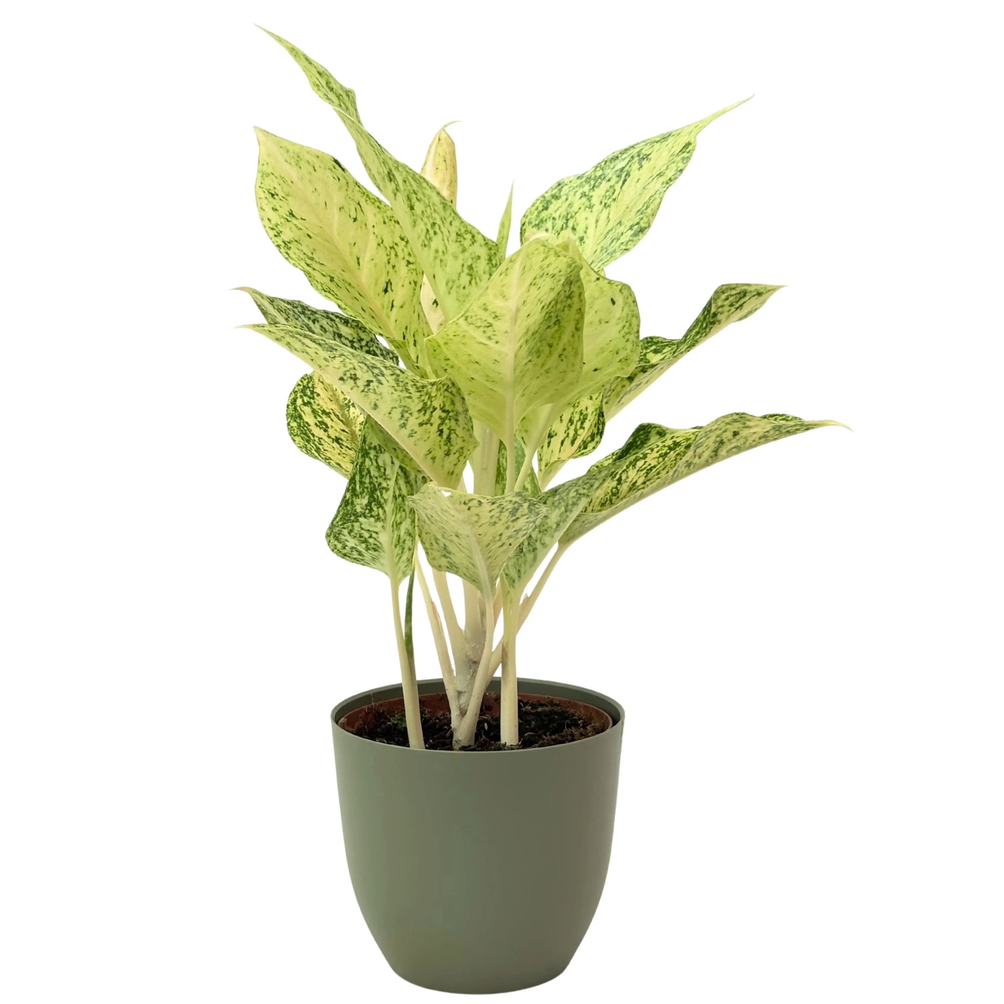 Aglaonema Luck Chan
