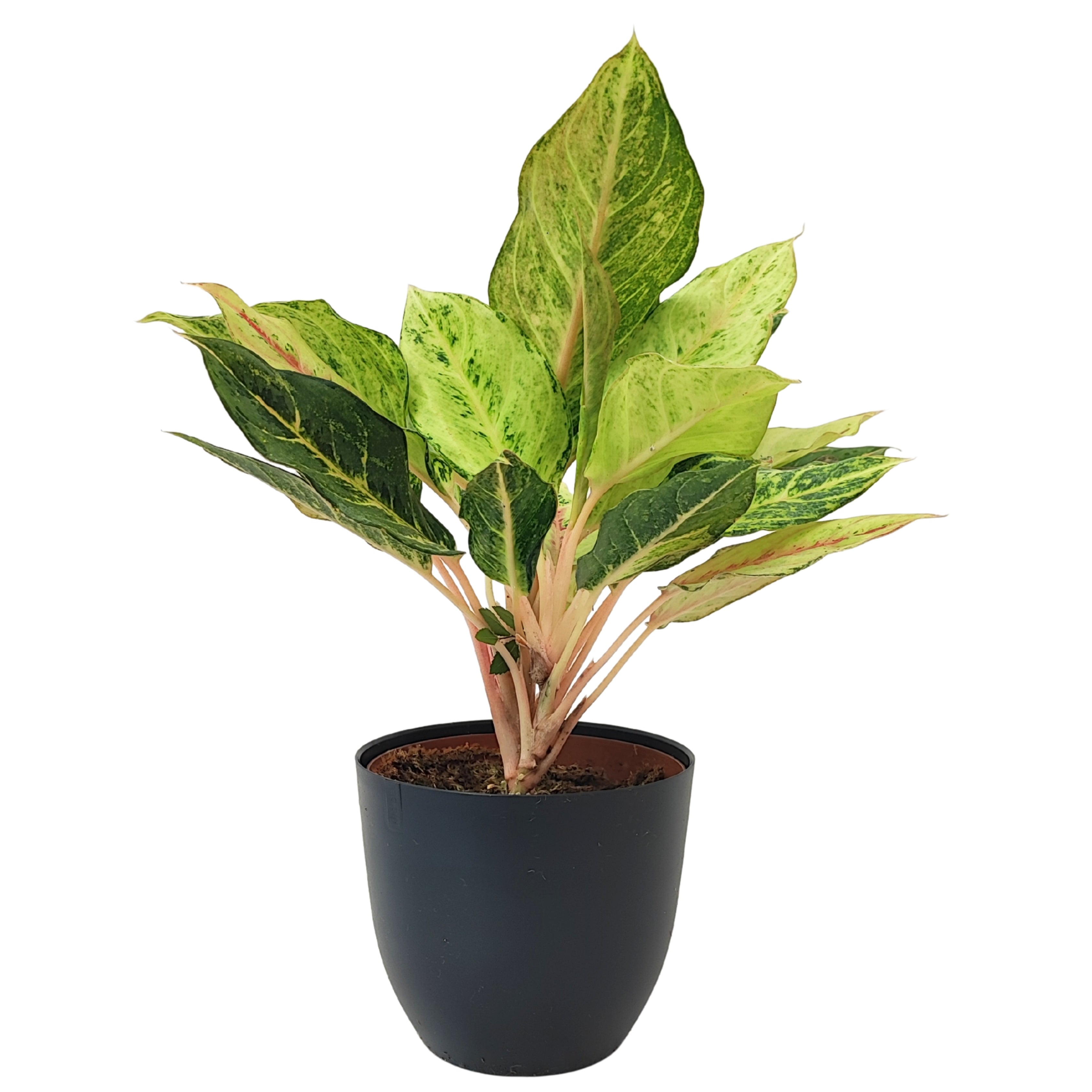 Aglaonema Lucky