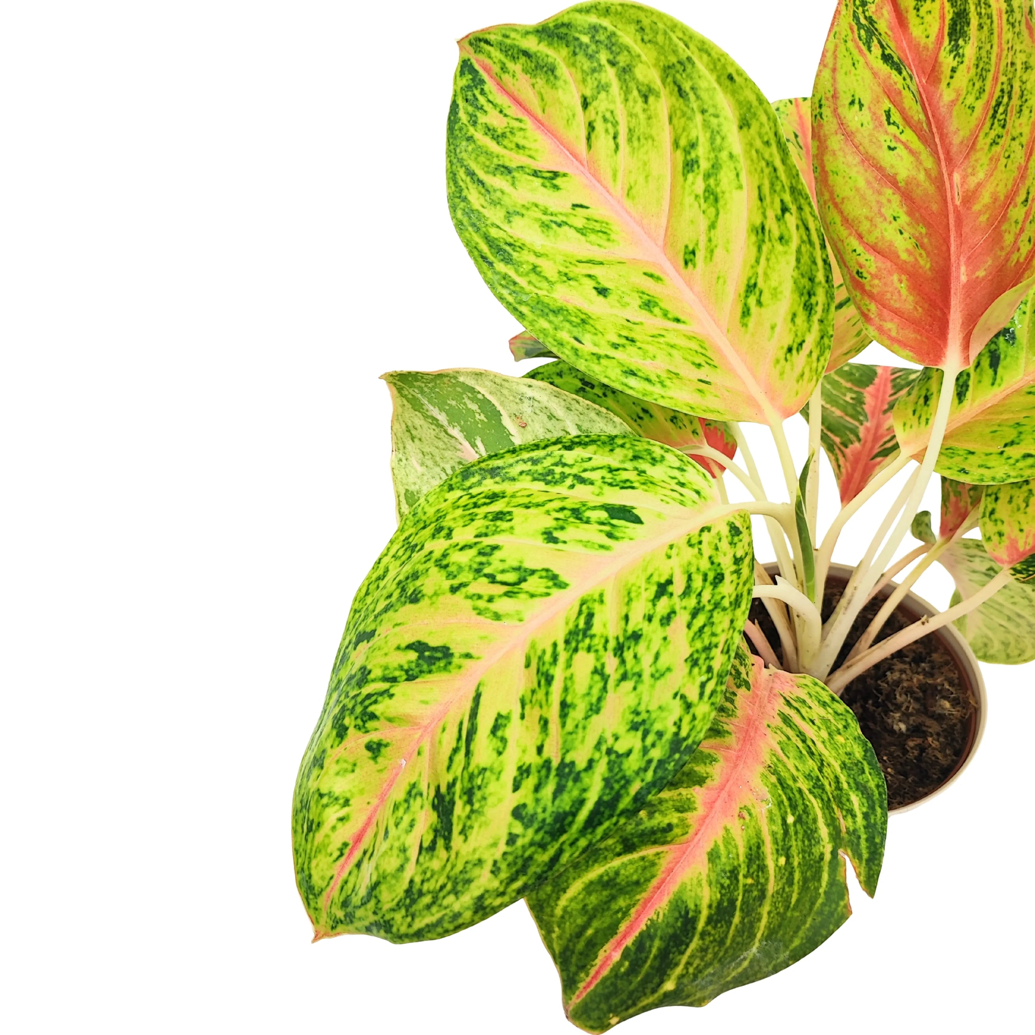 Aglaonema Maha