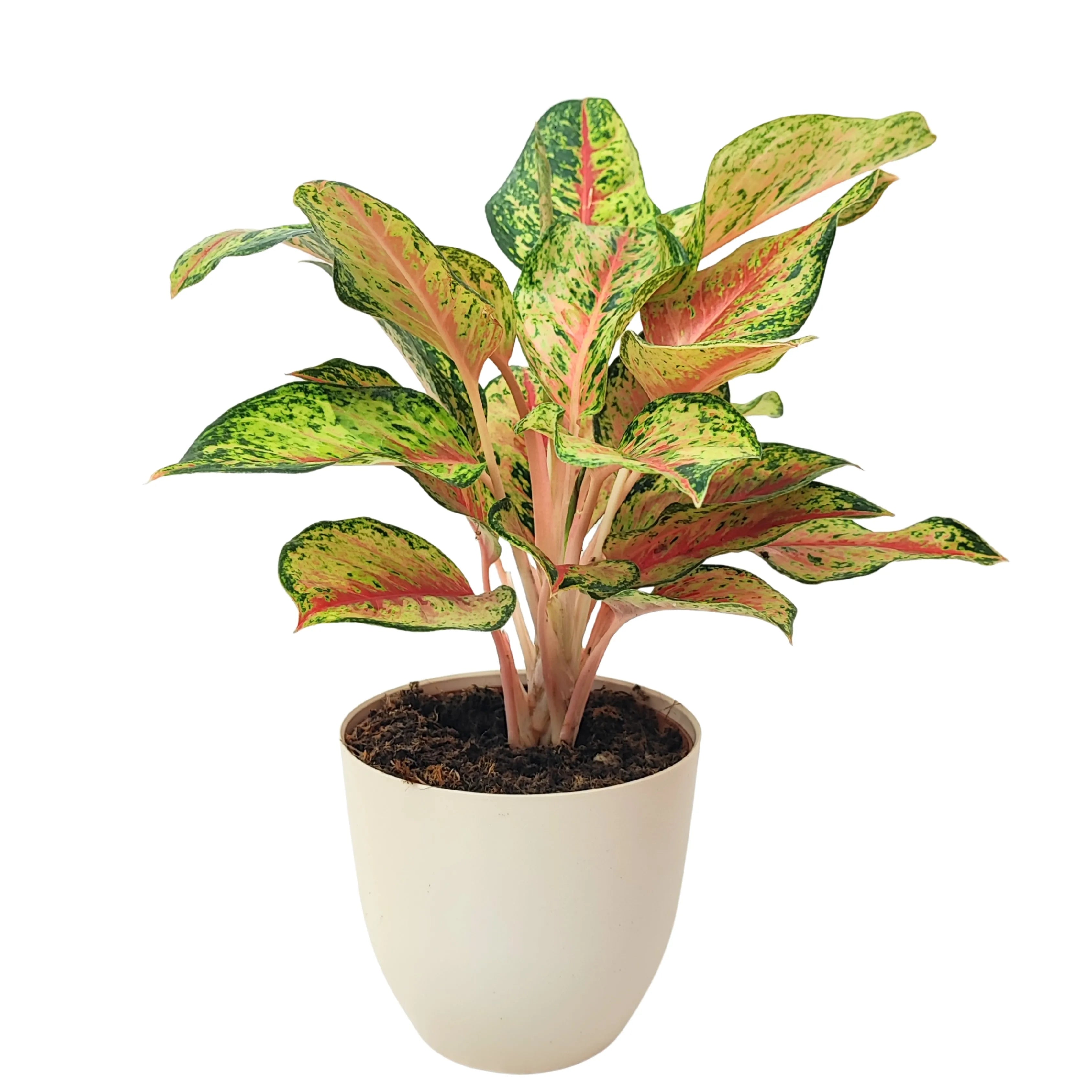 Aglaonema Maha Lab