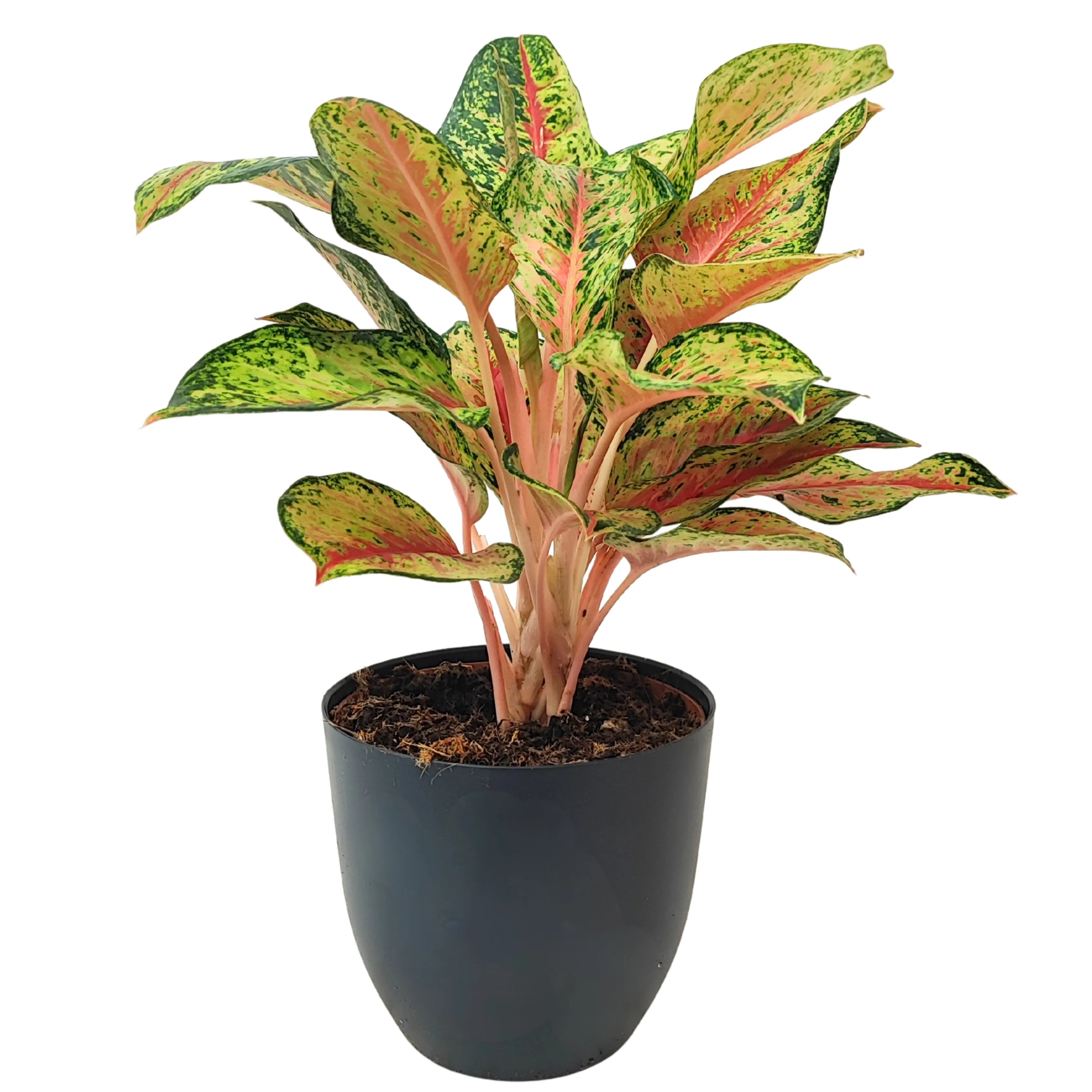 Aglaonema Maha Lab