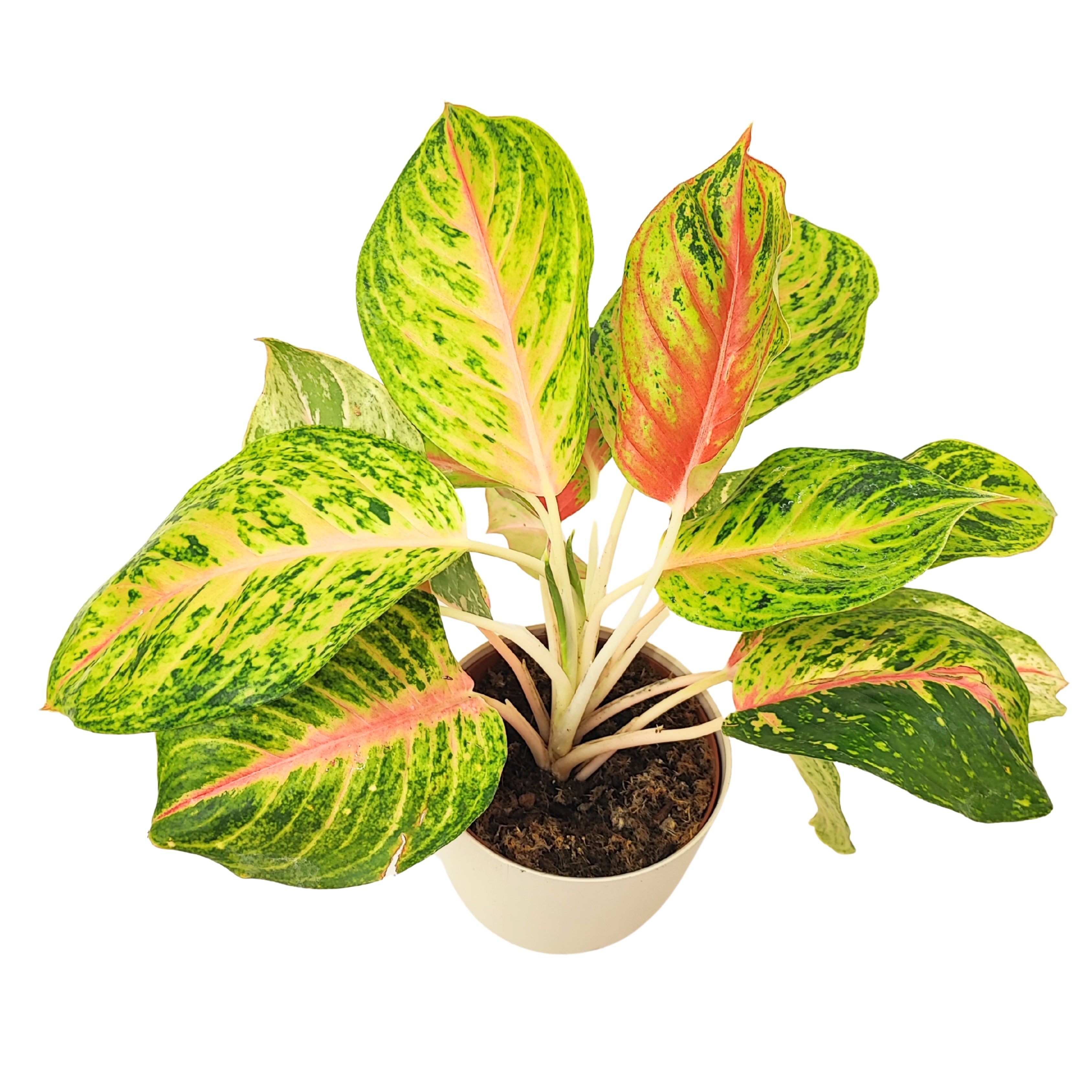 Aglaonema Maha