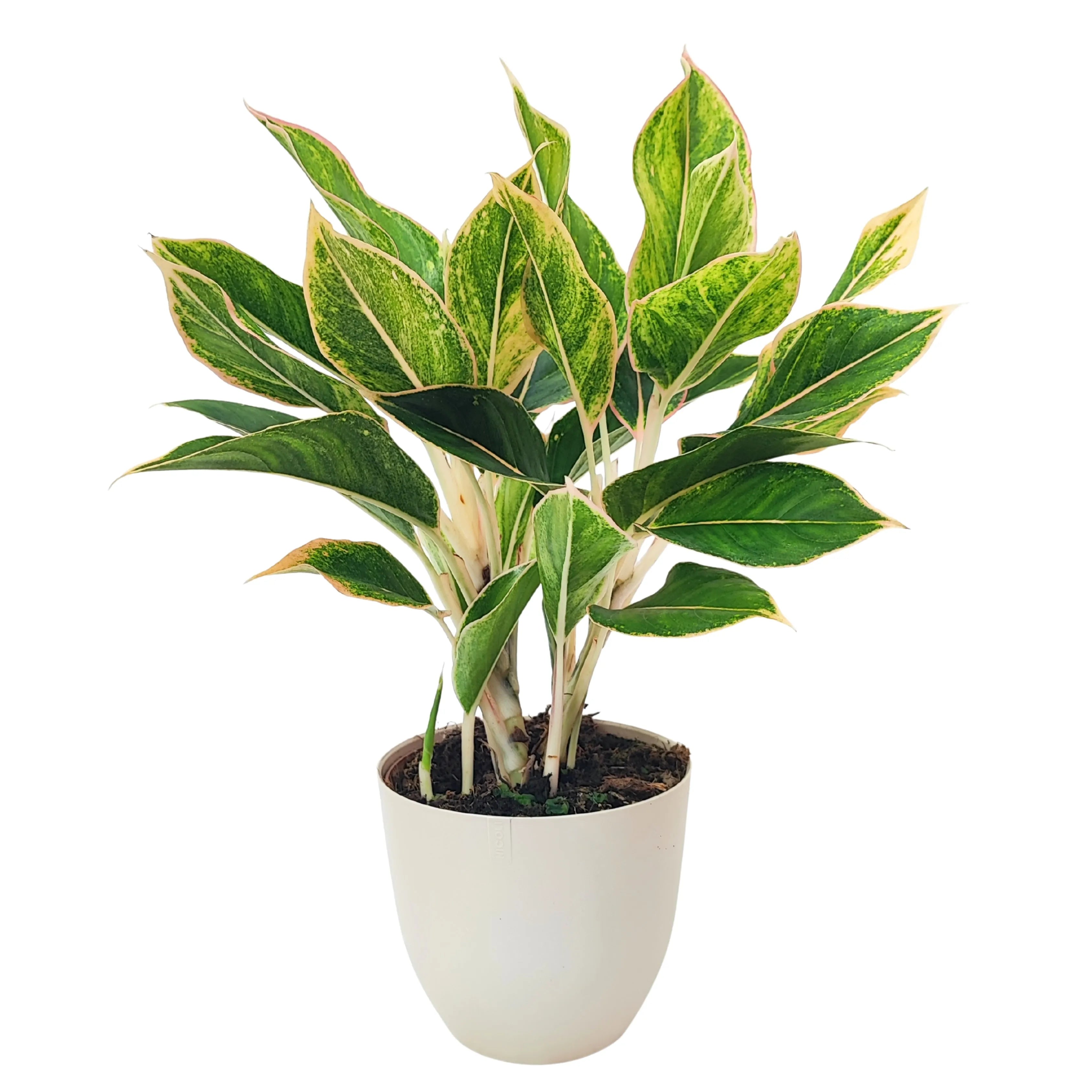 aglaonema rosa cura Aglaonema Pink Orink – Hoomeegardeen.com