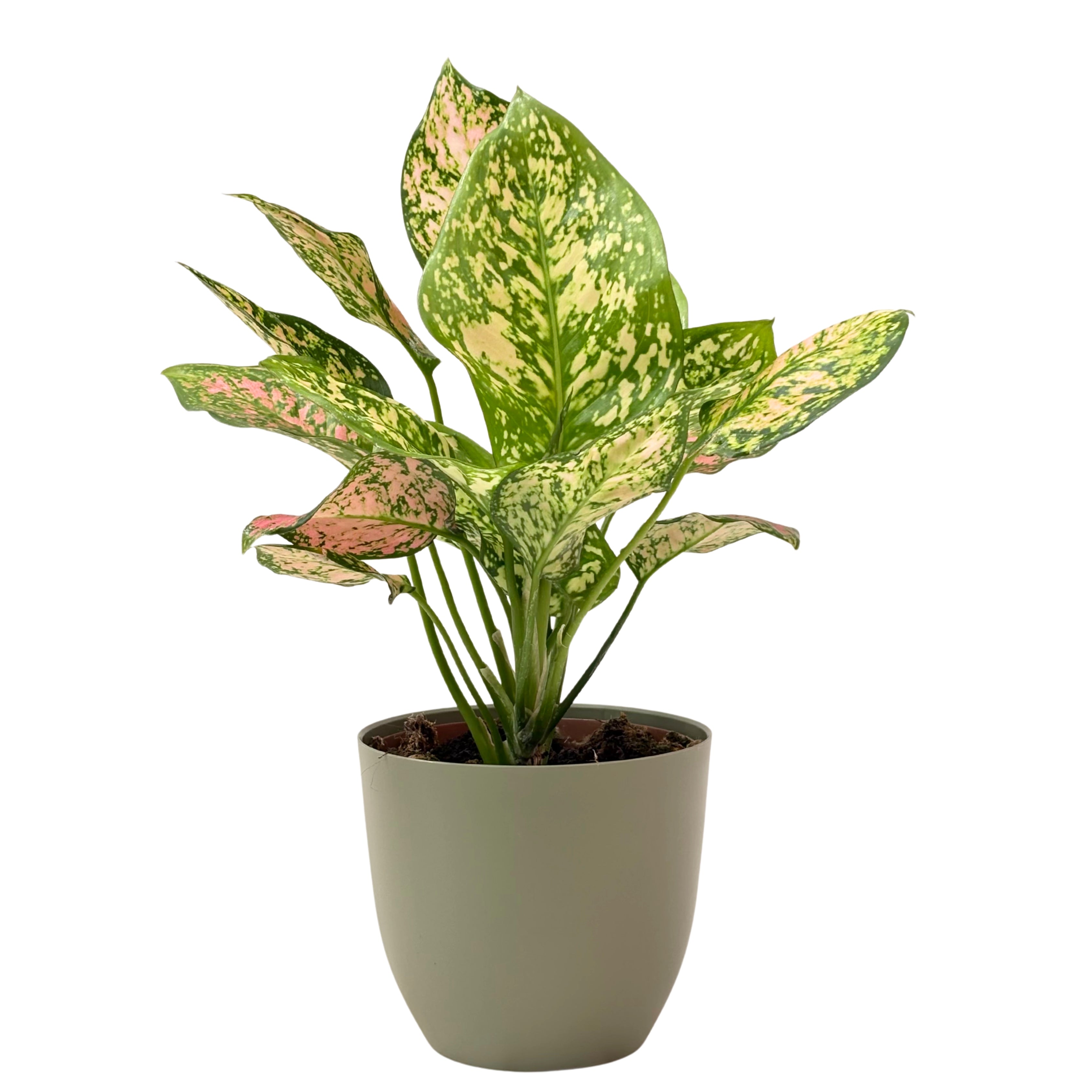 Aglaonema Pink Uniame