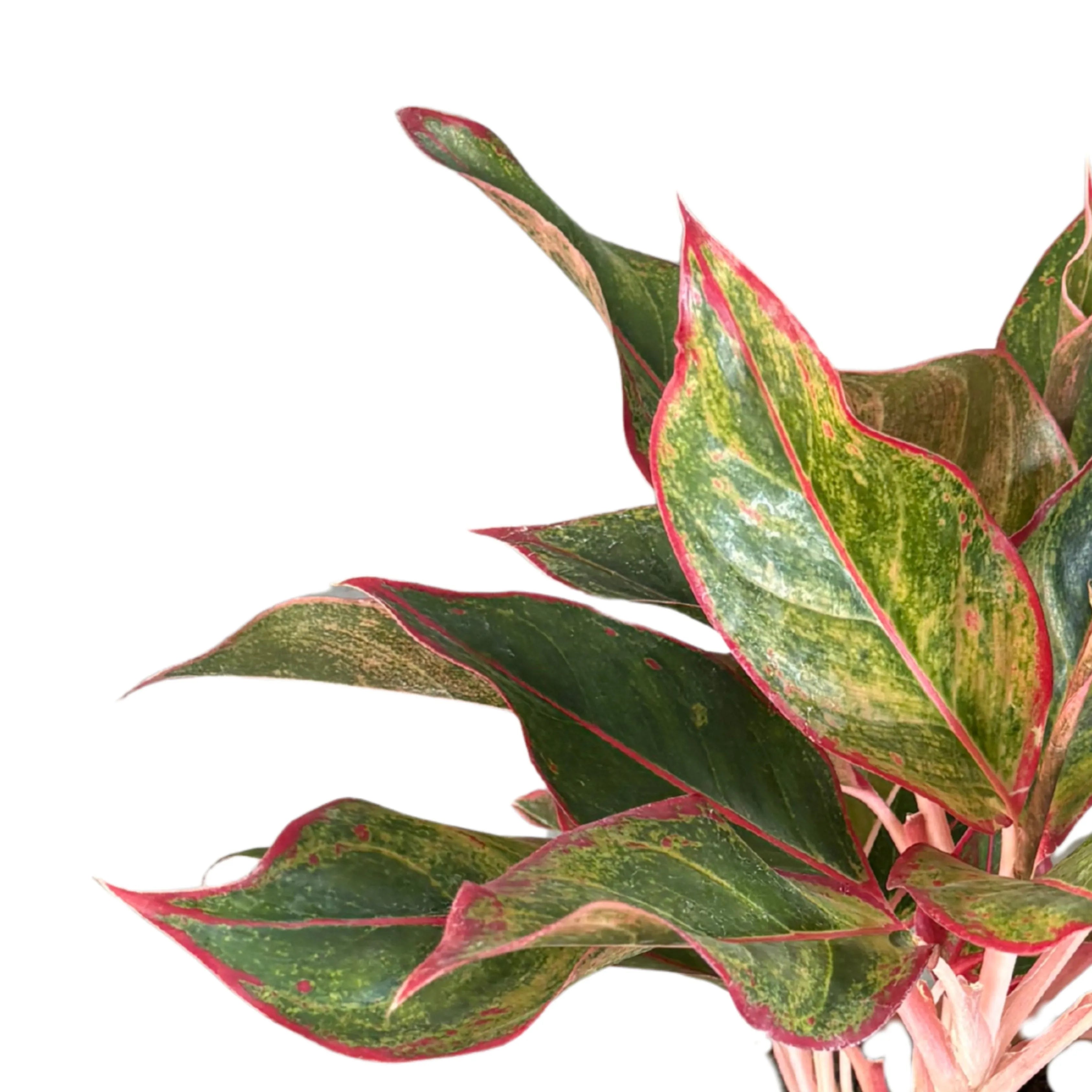 Aglaonema Sam Orlala