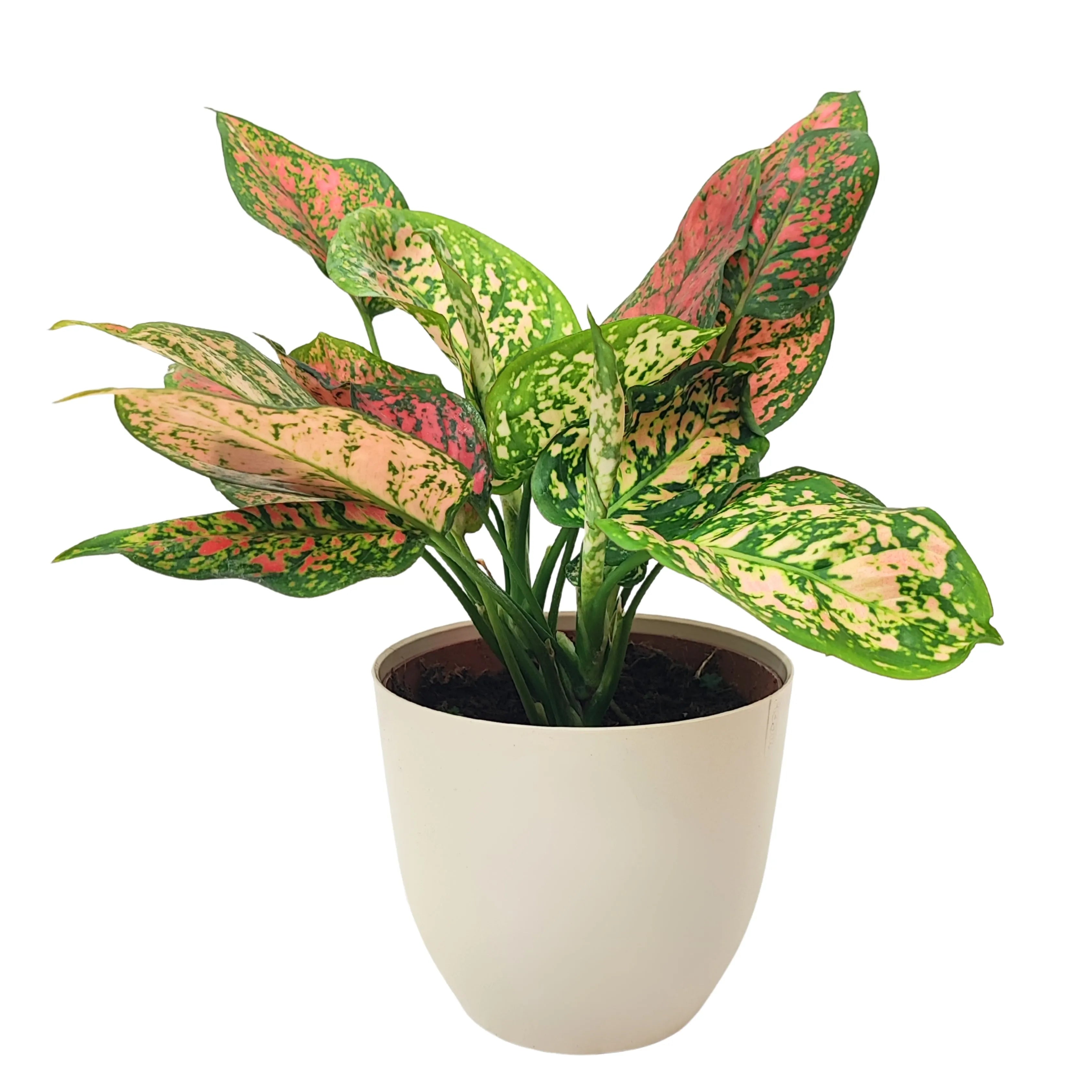 Aglaonema Red Uniame