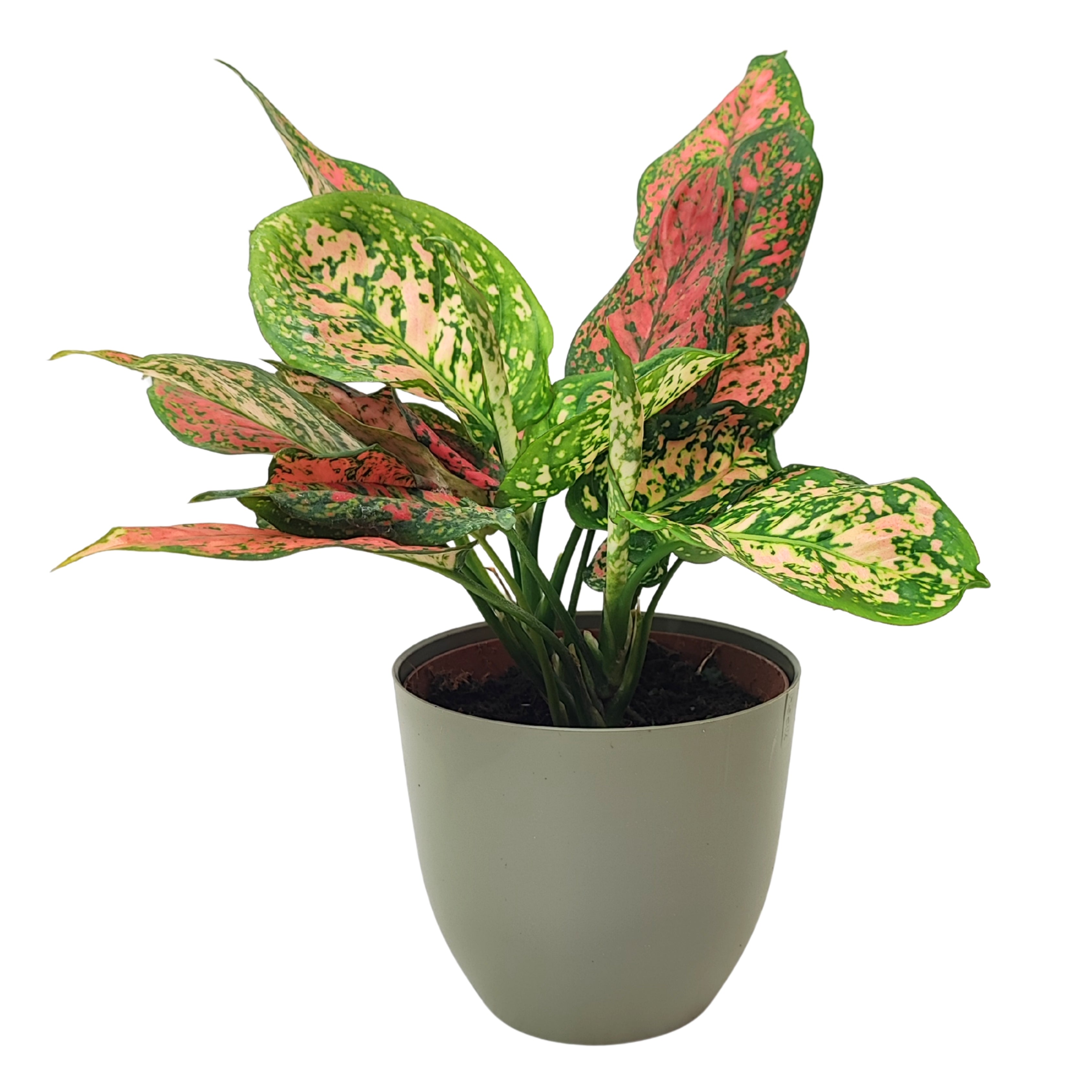 Aglaonema Red Uniame