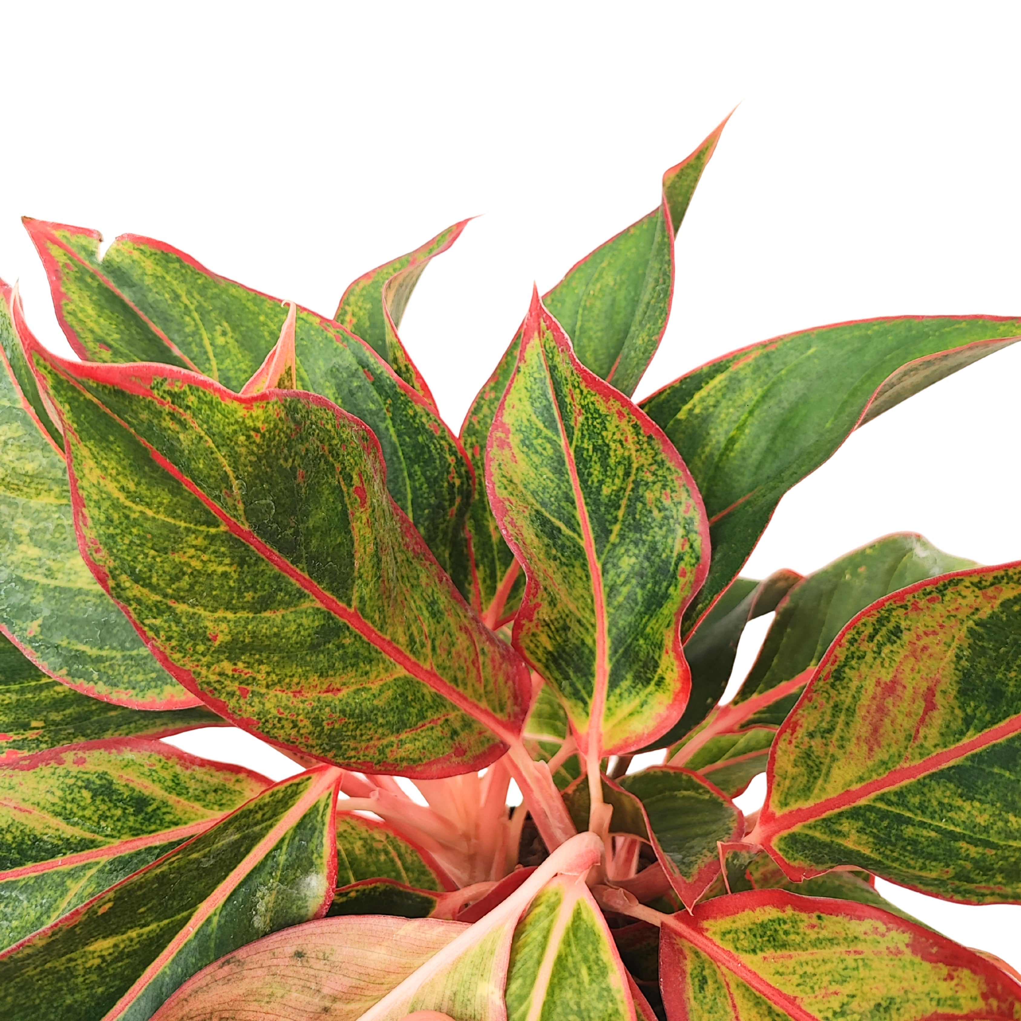 Aglaonema Sam Orlala