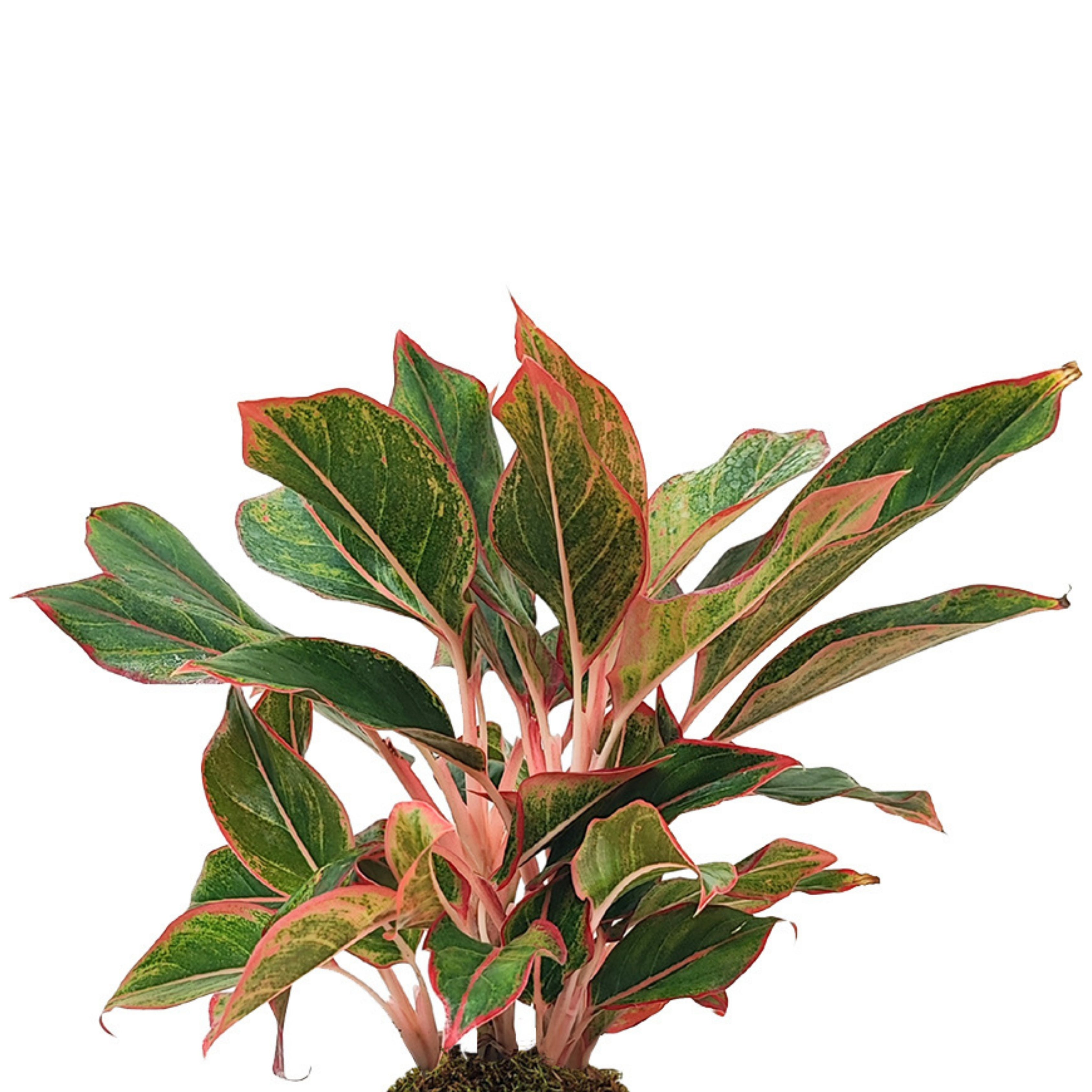 Kokedama Aglaonema Sam Orlala