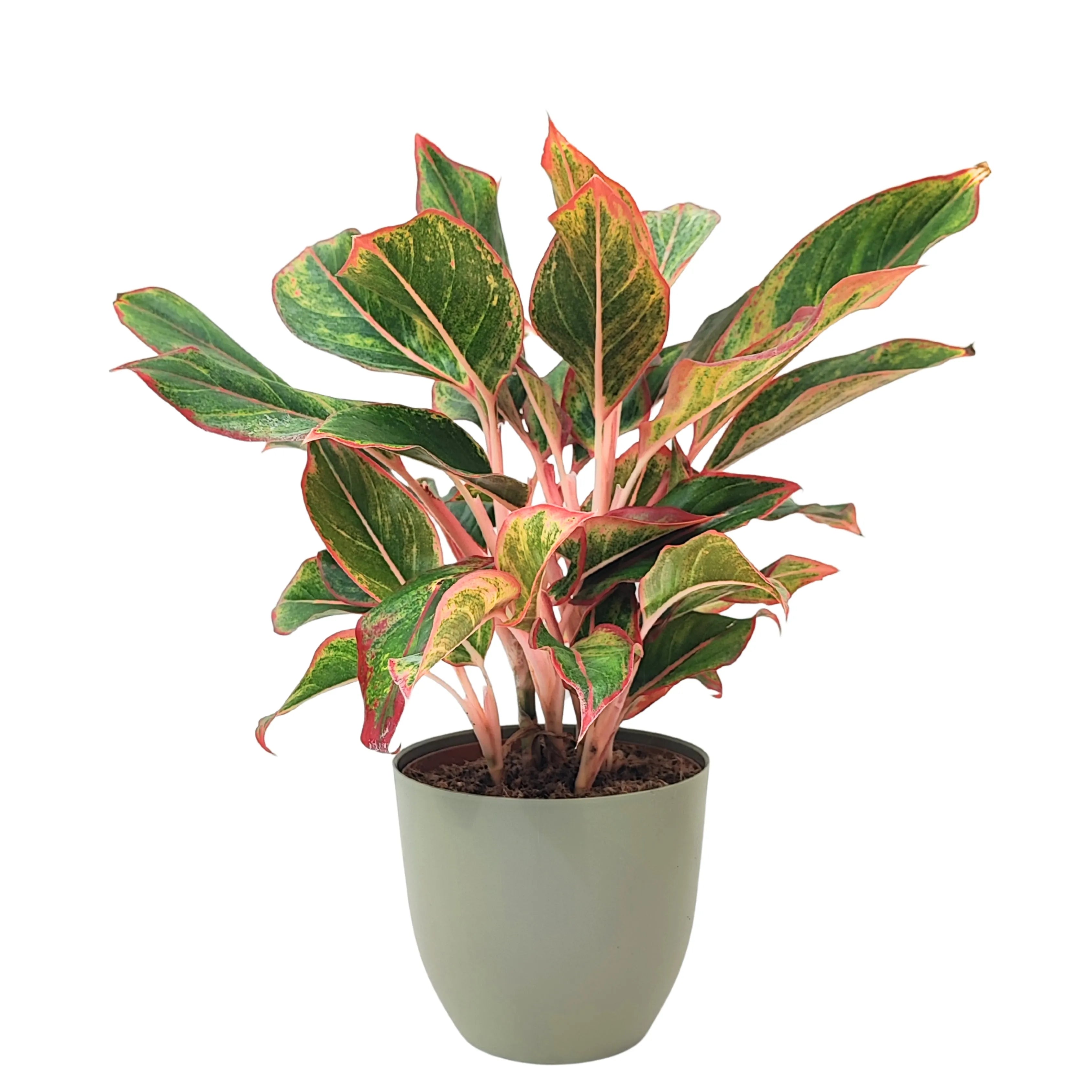 Aglaonema Sam Orlala