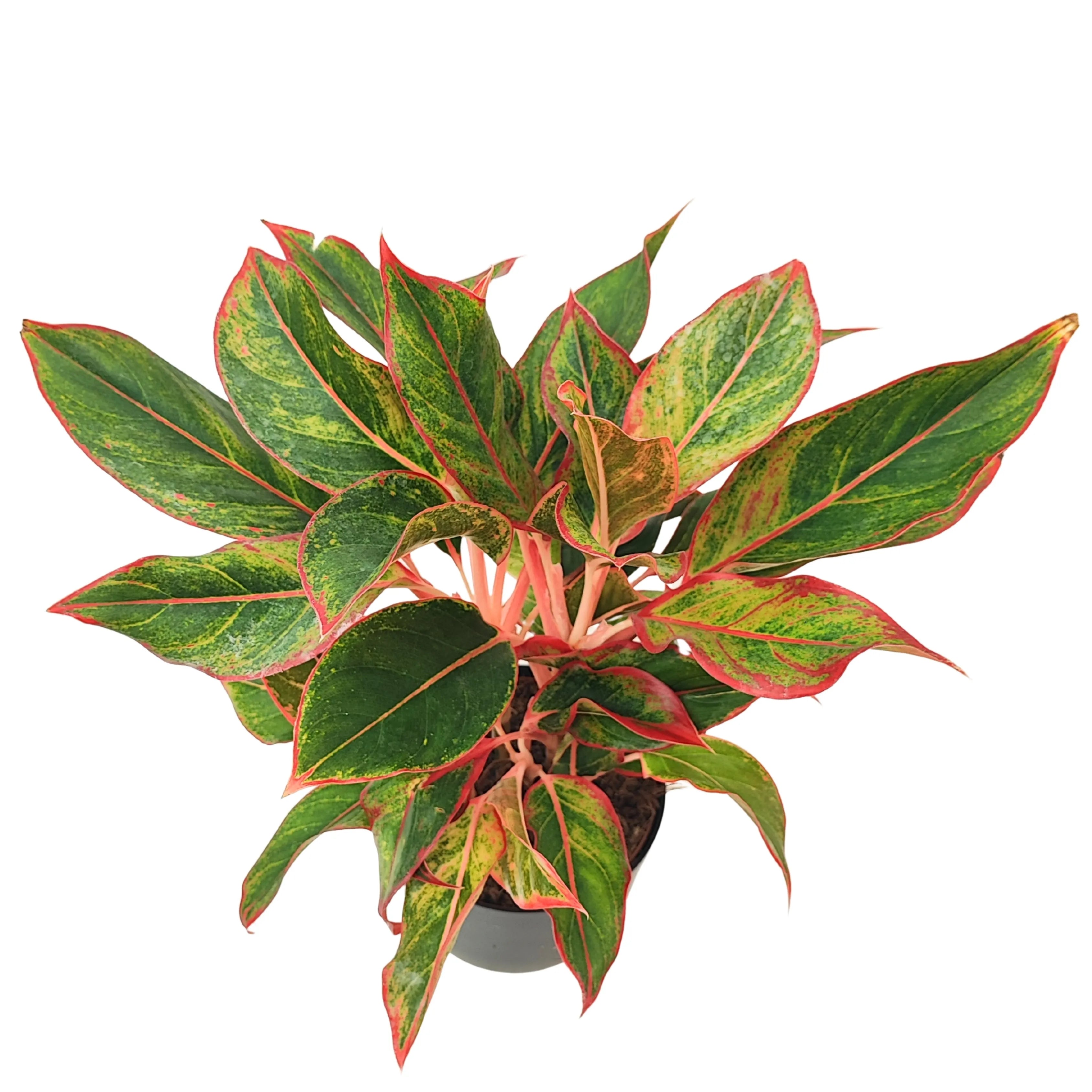 Aglaonema Sam Orlala