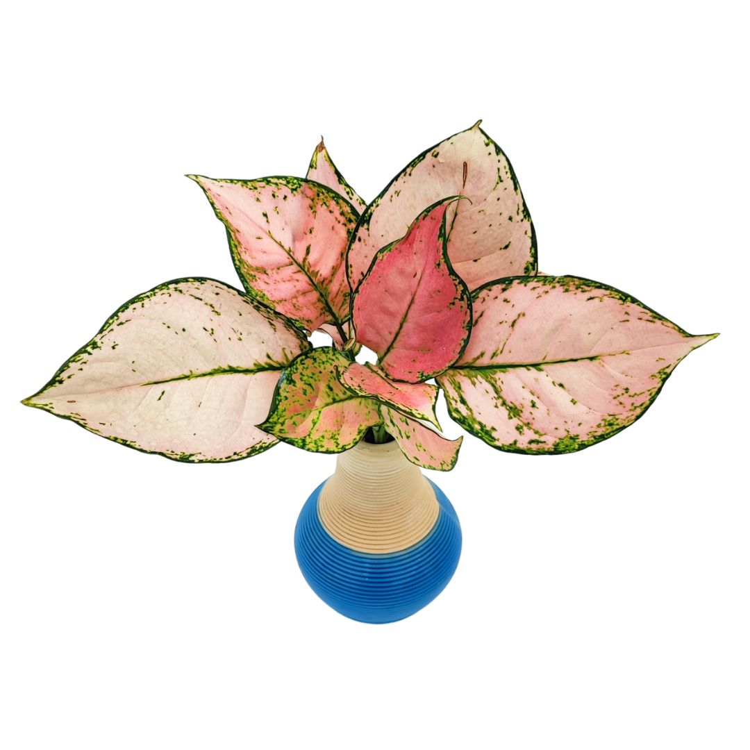 Aglaonema lucky red in idrocultura un vaso artigianale in argilla