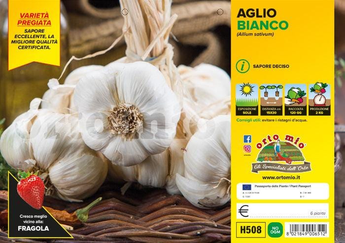 Aglio bianco Garcua - 6 piante - Orto Mio