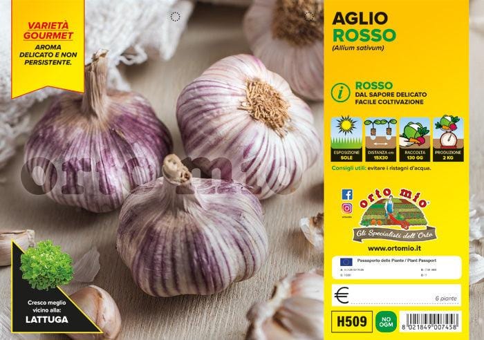 Aglio rosso di Sulmona Gardos - 6 piante - Orto Mio