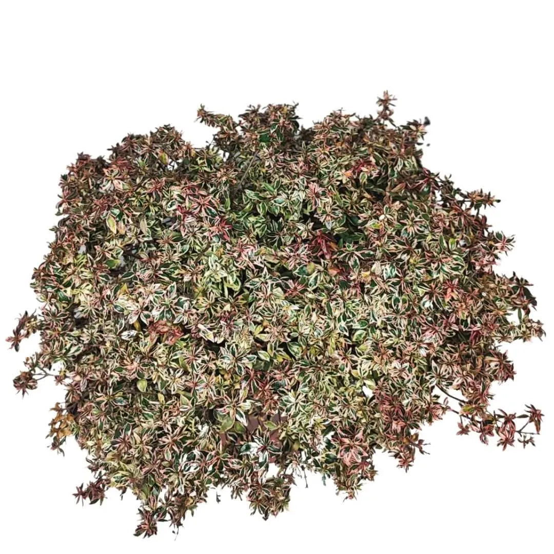 Abelia confetti vaso