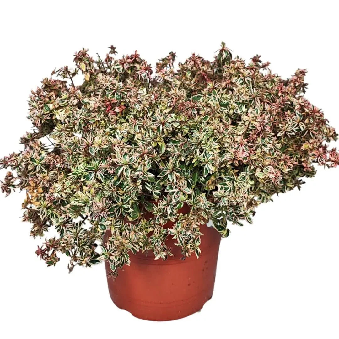 Abelia confetti vaso