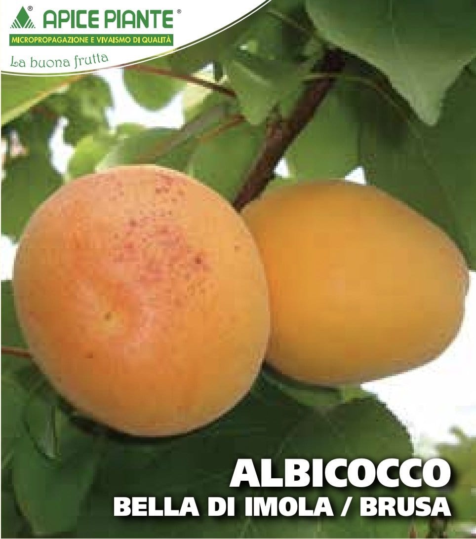 Albicocco Bella d'Imola o Brusa - v. 20 cm - Apice Piante