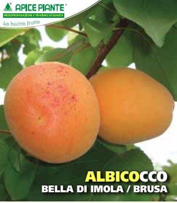 Albicocco Bella d'Imola - Vaso 24 cm - Apice Piante