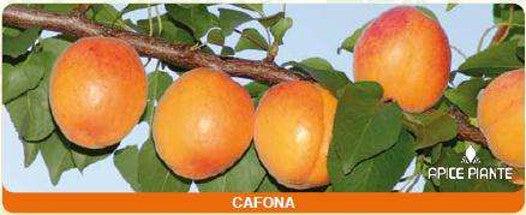 Albicocco Cafona - v. 20 cm - Apice Piante