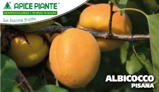 Albicocco Pisana tardiva Autofertile - v. 20 cm - Apice Piante