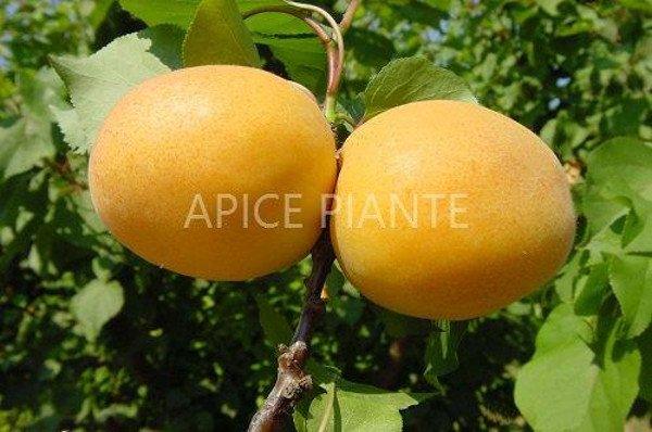 Albicocco Sungiant Goldrich - v. 20 cm - Apice Piante