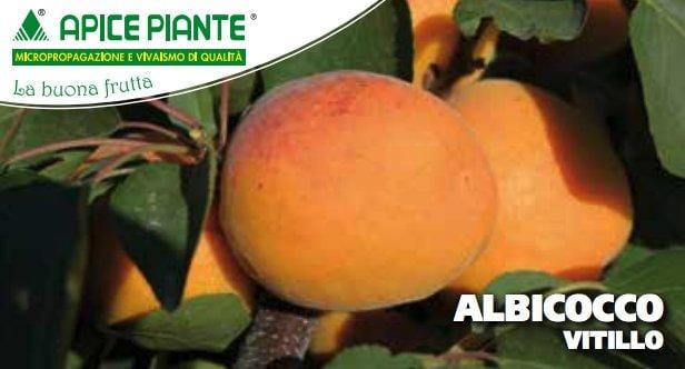 Albicocco Vitillo o Rosso - v. 20 cm - Apice Piante