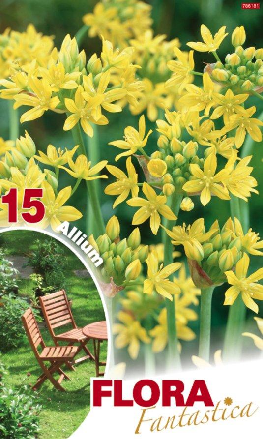 Allium Moly - Confezione da 15 bulbi