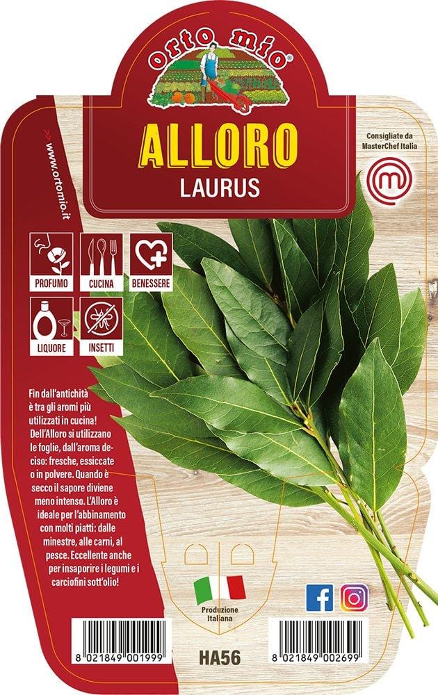 Alloro - 1 pianta v.14 cm - Orto Mio