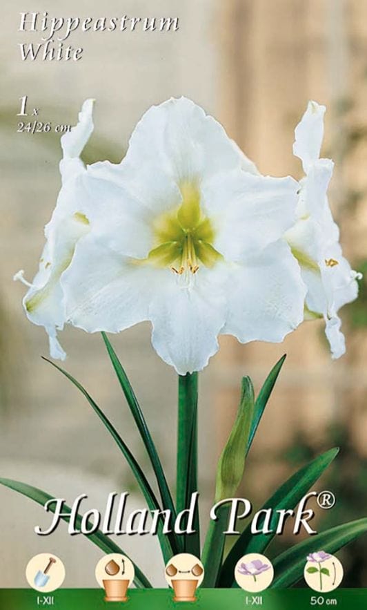 Amaryllis Bianco (Hippeastrum) - 1 Bulbo