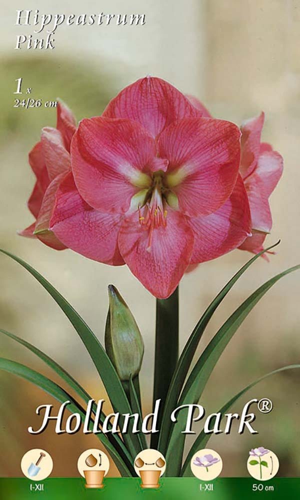 Amaryllis Rosa (Hippeastrum) - 1 Bulbo